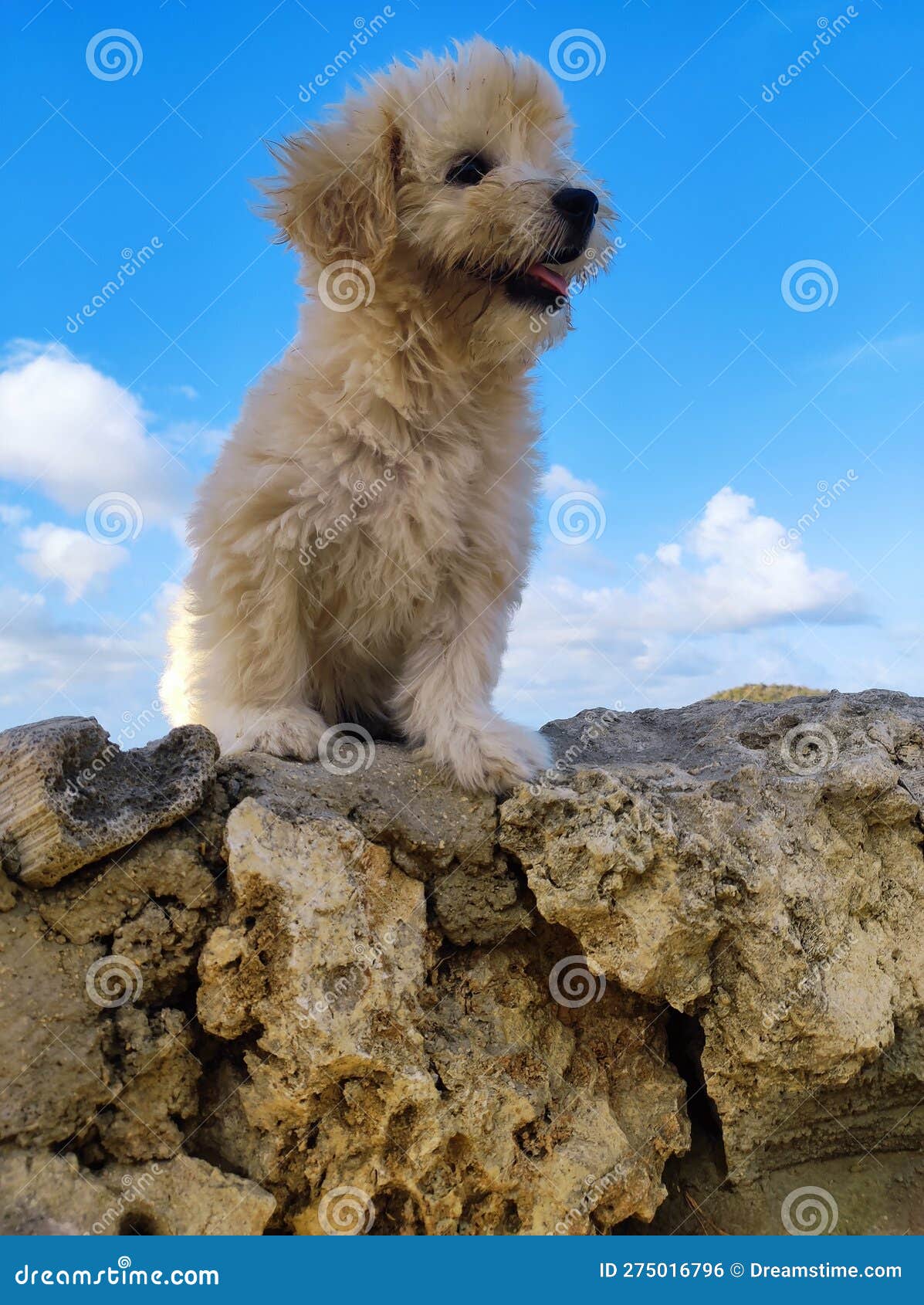 Cute Puppy with a Blue Sky with a Few Clouds Stock Photo Image of