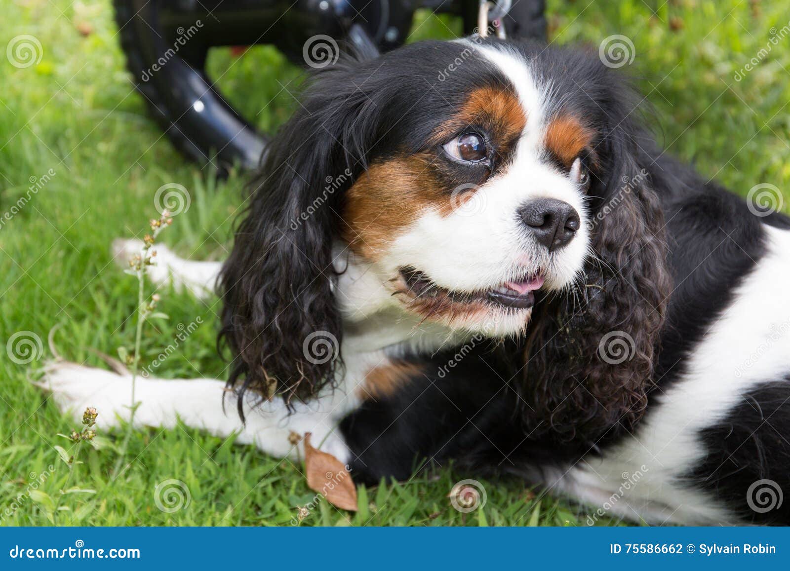 cavalier king tricolor