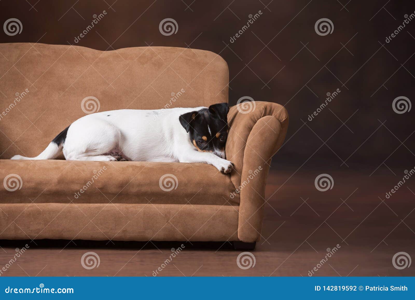 Cute puppy on couch stock photo. Image of terrier, relaxing 142819592