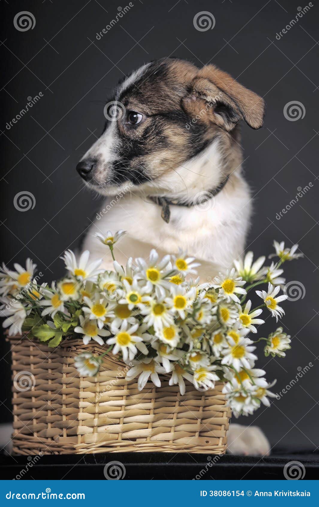 Cute puppy and daisies stock photo. Image of affectionate 38086154