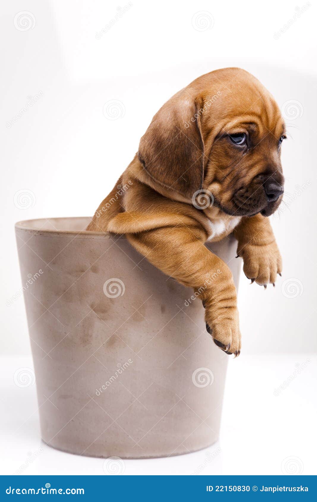 Cute puppy dog in bucket stock photo. Image of cute, domesticated