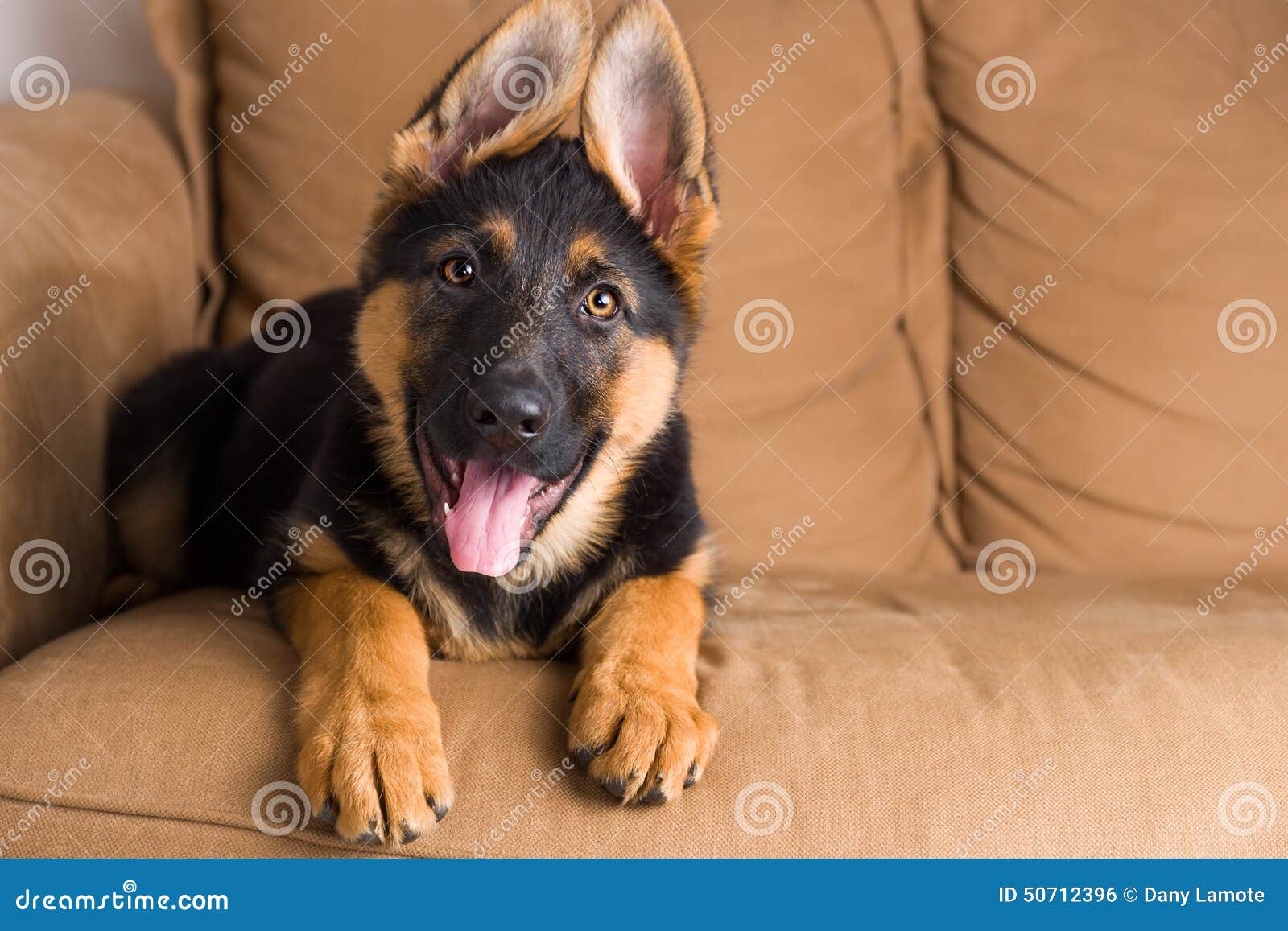Cute puppy dog in a sofa stock photo. Image of adorable 50712396