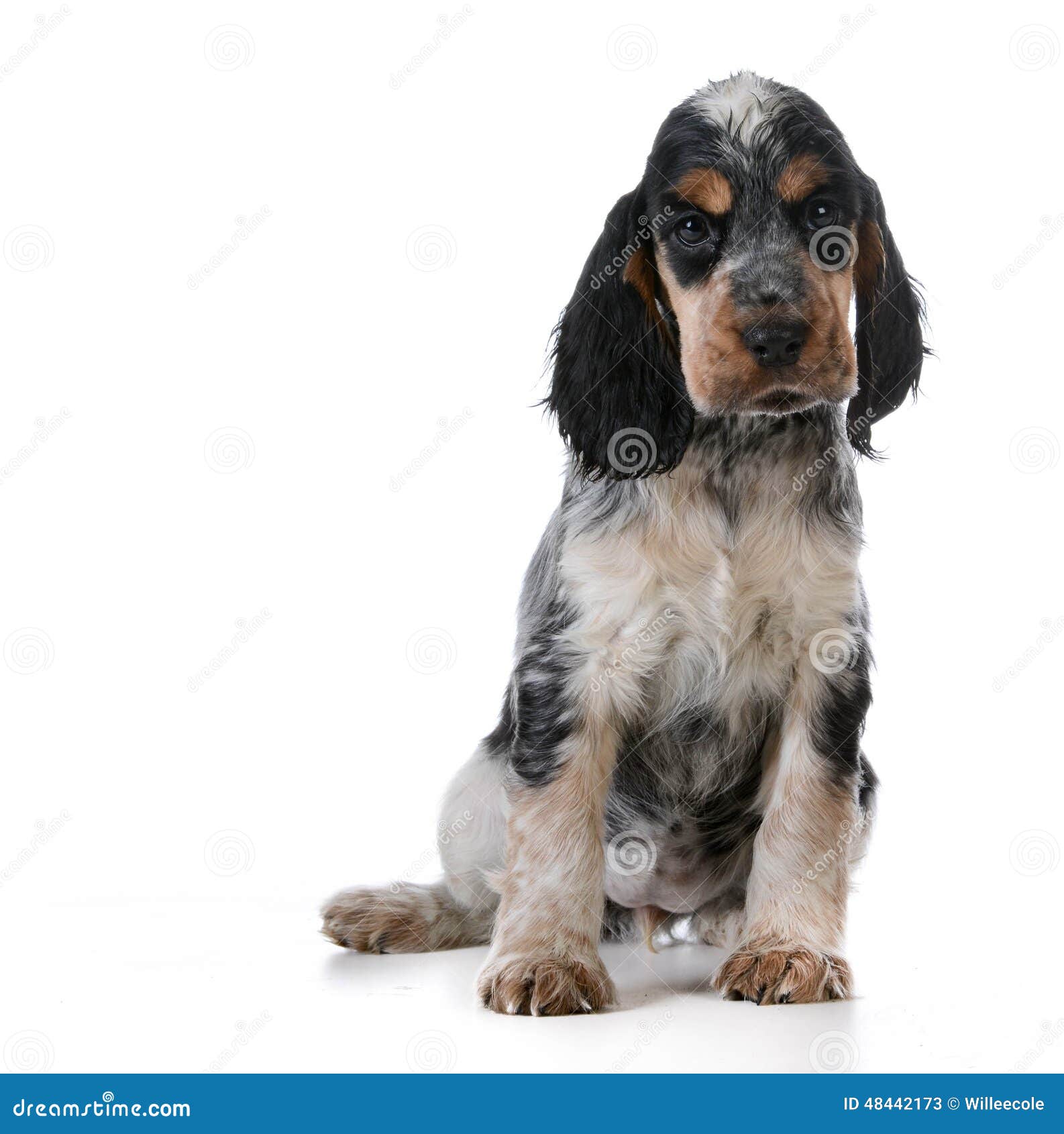 Cute puppy stock image. Image of black, background, purebred - 48442173