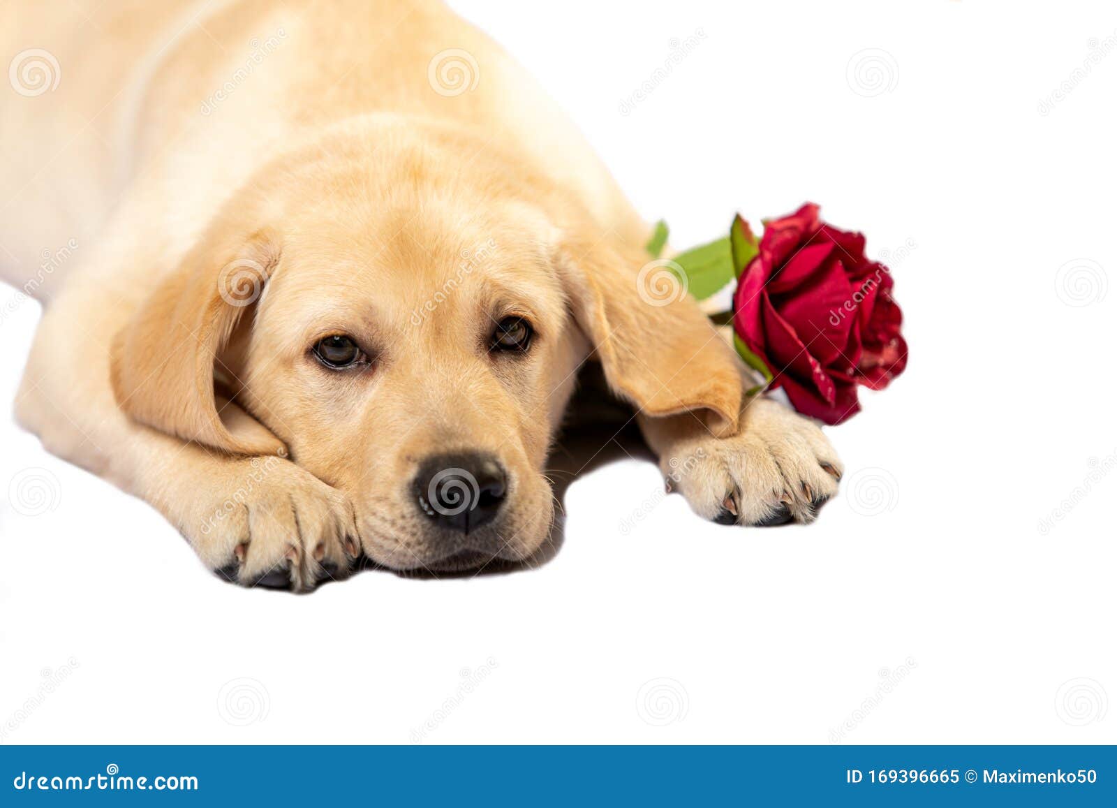 Cute Puppy with Flower Isolated on White Studio Shot Looking at Camera ...