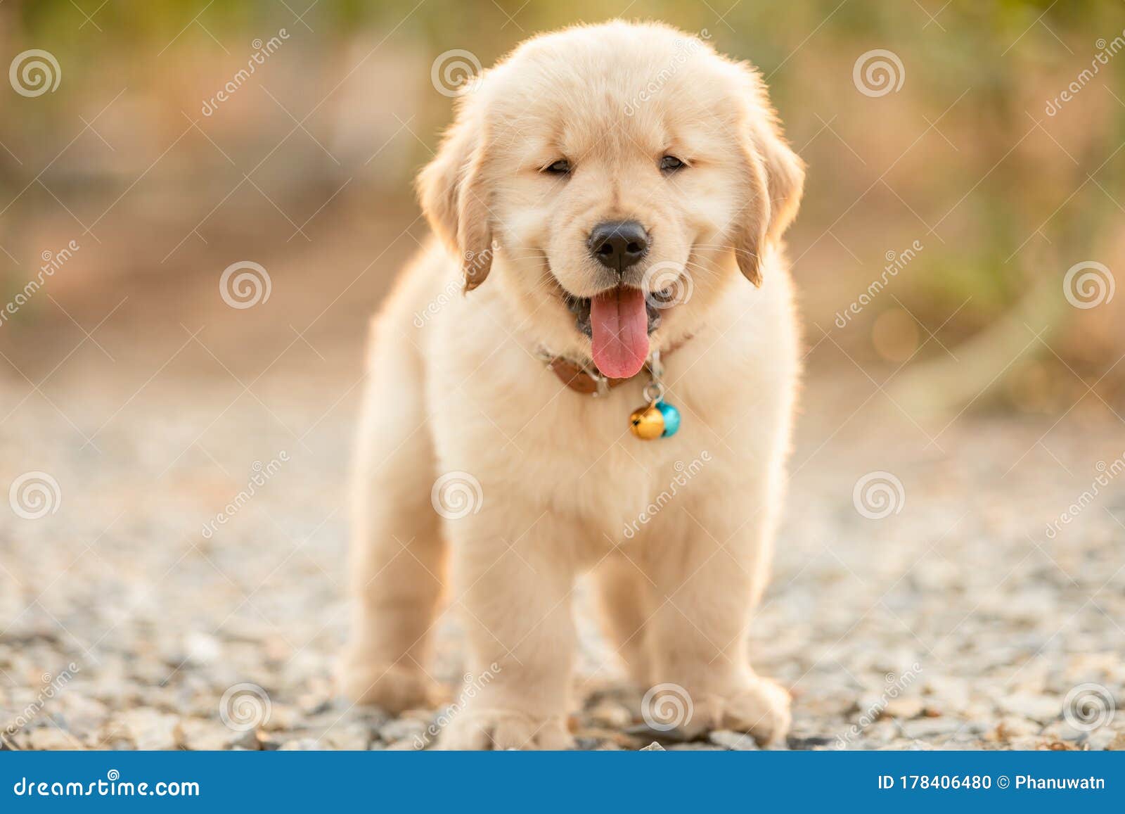 Cute Puppy Golden Retriever Standing in the Outdoor Garden on Blur ...
