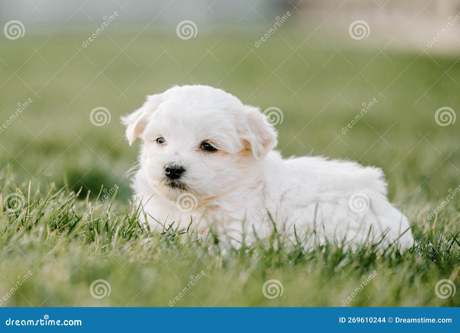 Cute Puppy in the Grass in the Garden Stock Photo Image of beautiful, outside 269610244