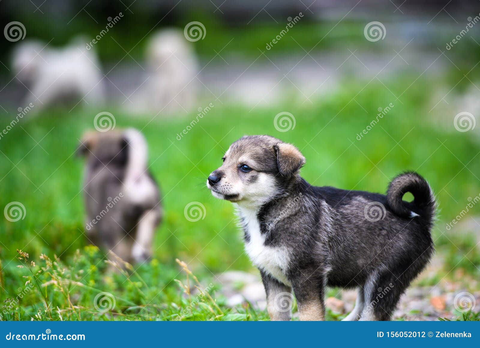 Cute puppy on green grass stock photo. Image of family ...
