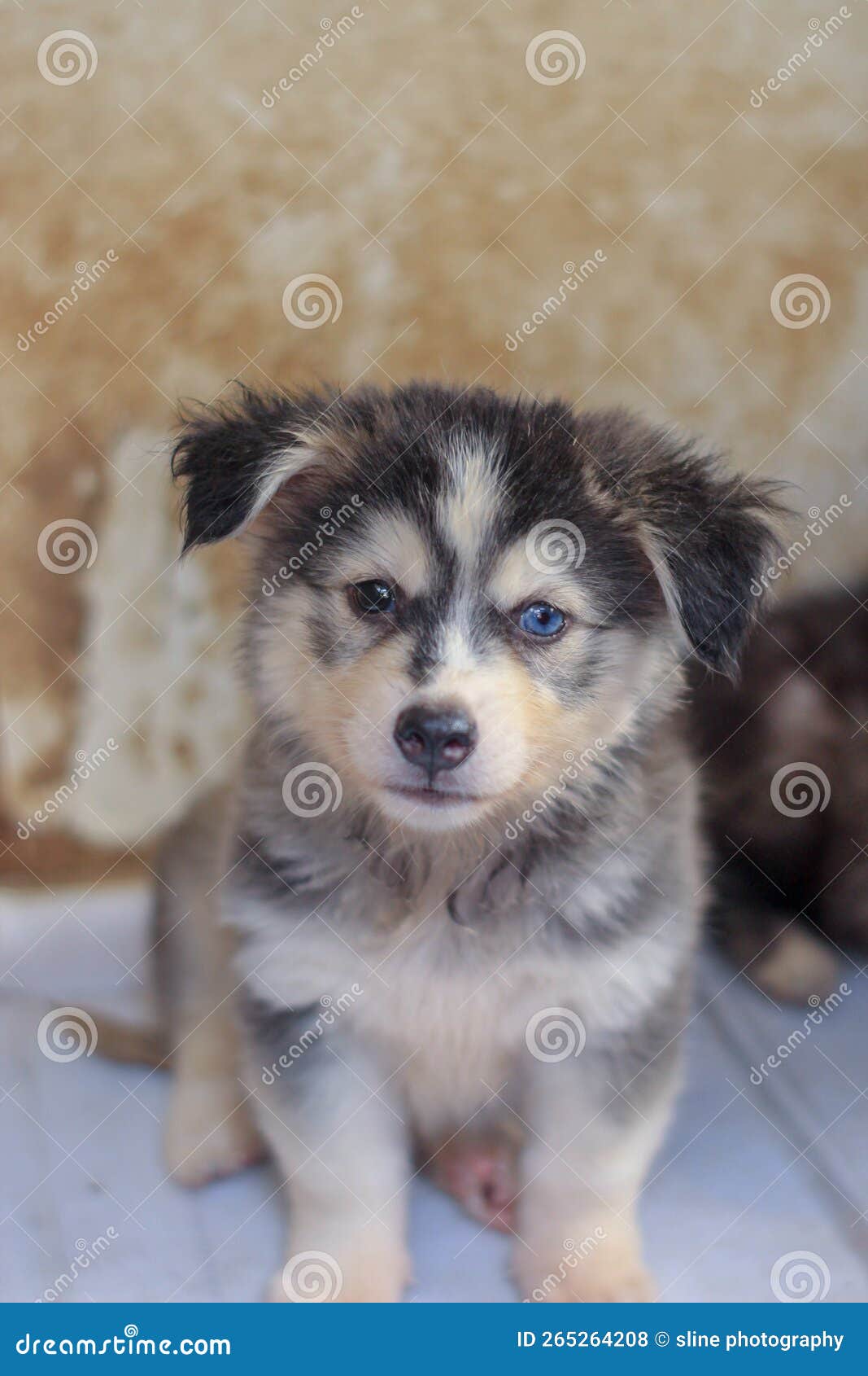 Cute Puppy with Half Blue Colored Eye Stock Photo Image of colored