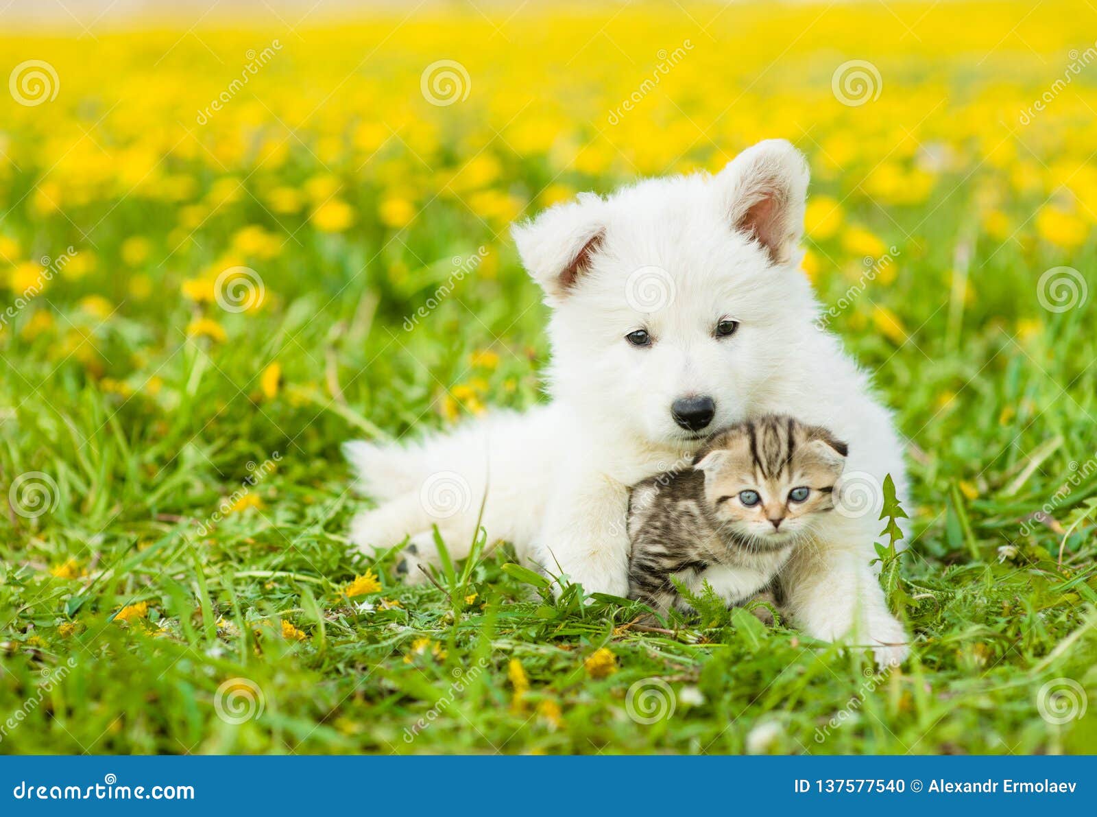 Cute Puppy Hugging a Kitten on a Dandelion Field Stock Photo ...