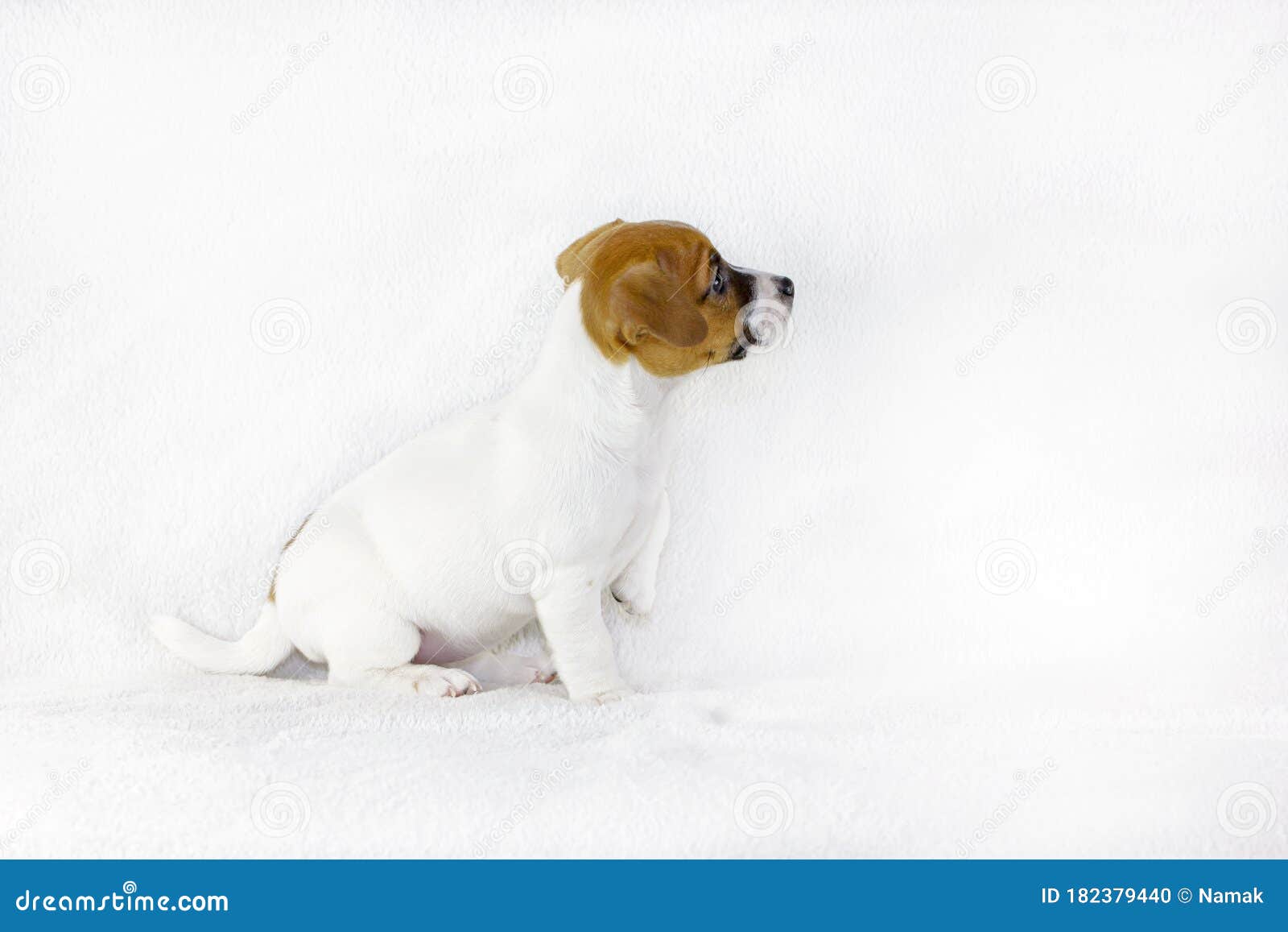 pics Puppy Cute Animal Profile Pictures dreamstime com