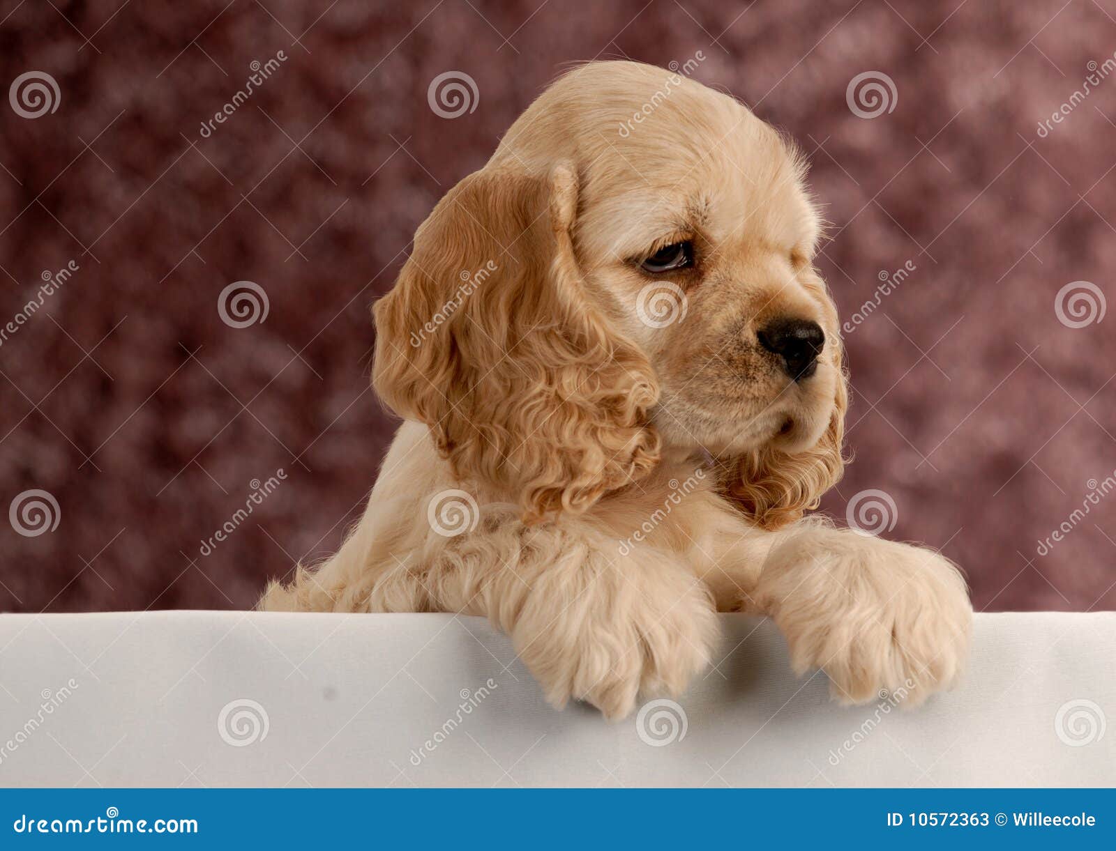 Cute Puppy With Paws Up Stock Image Image Of Cocker 10572363 cute-puppy-with-paws-up-stock-image-image-of-cocker-10572363