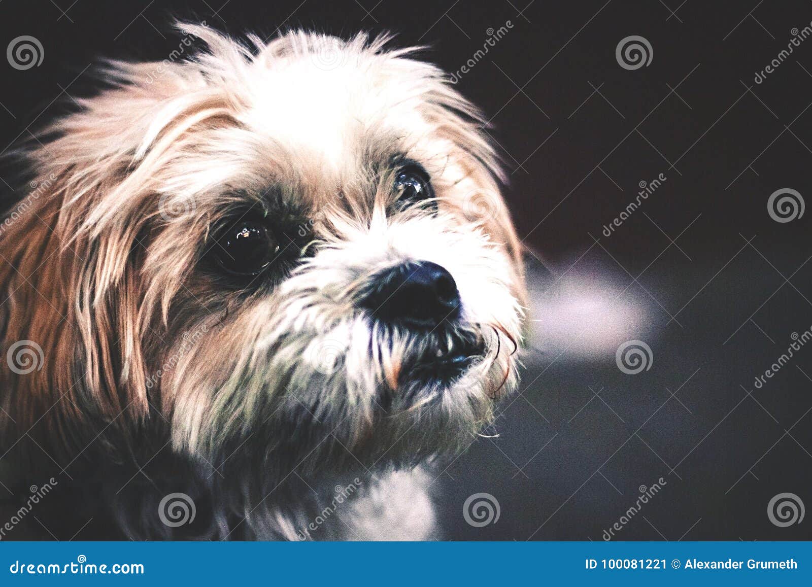 Cute Puppy Stock Image Image Of Eyes Cute Hair Animal