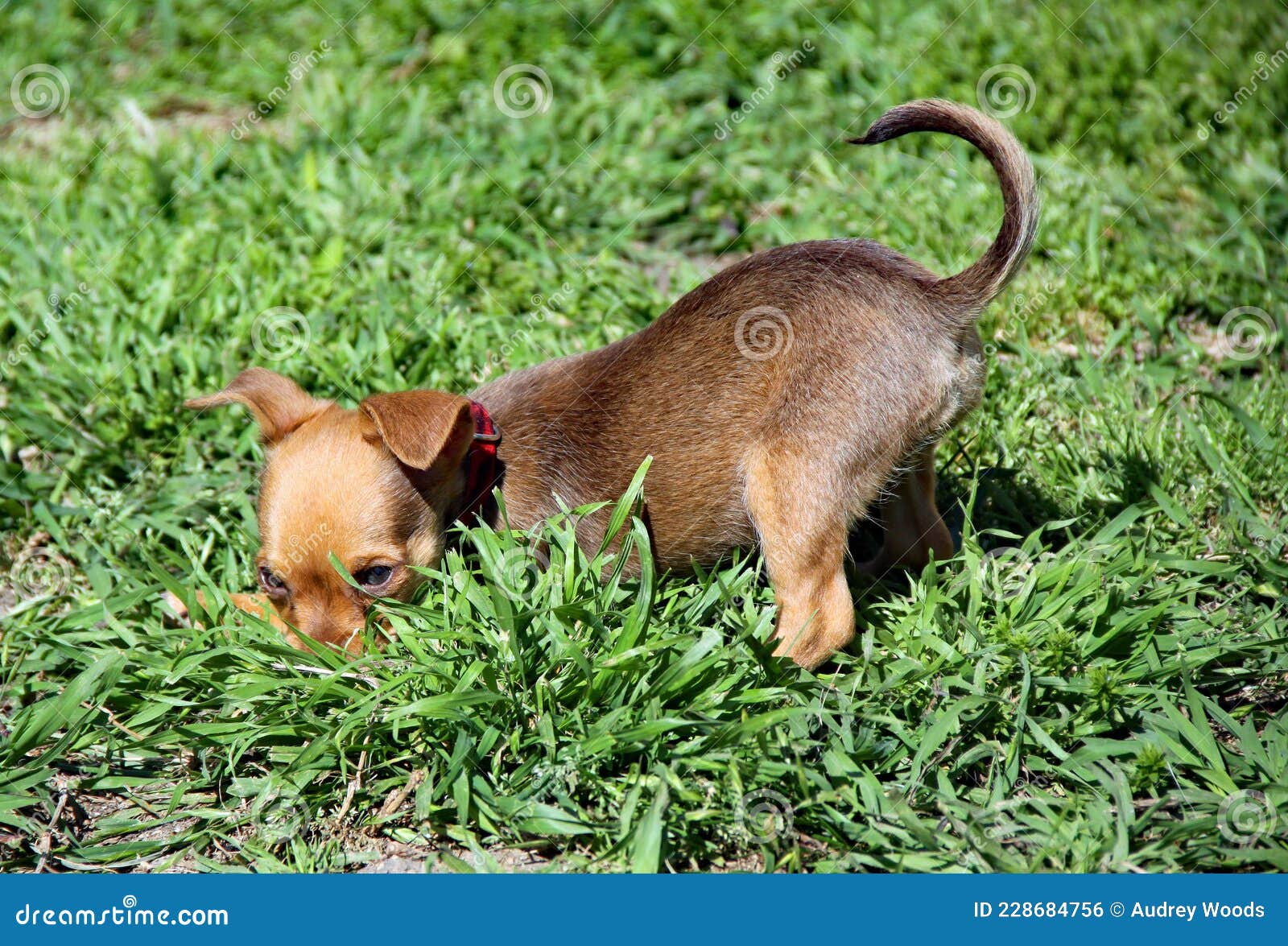 Why Does My Dog Pounce