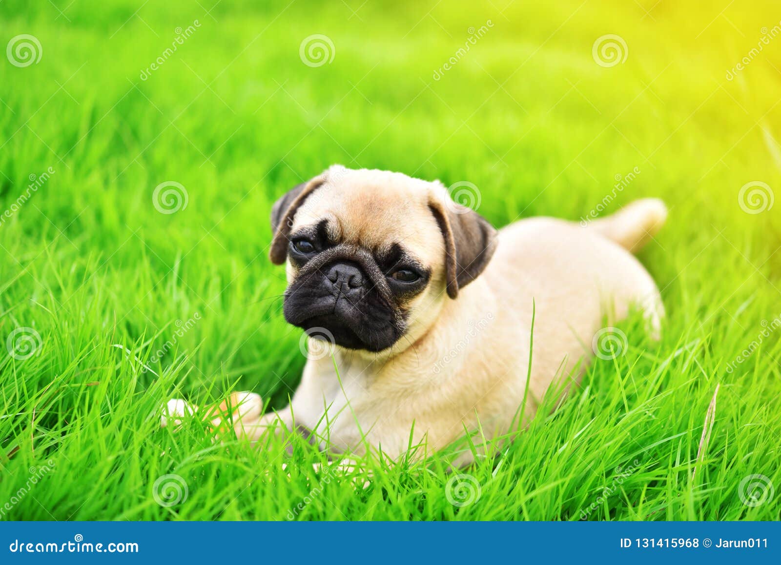 Cute Baby Cute Pug Pictures