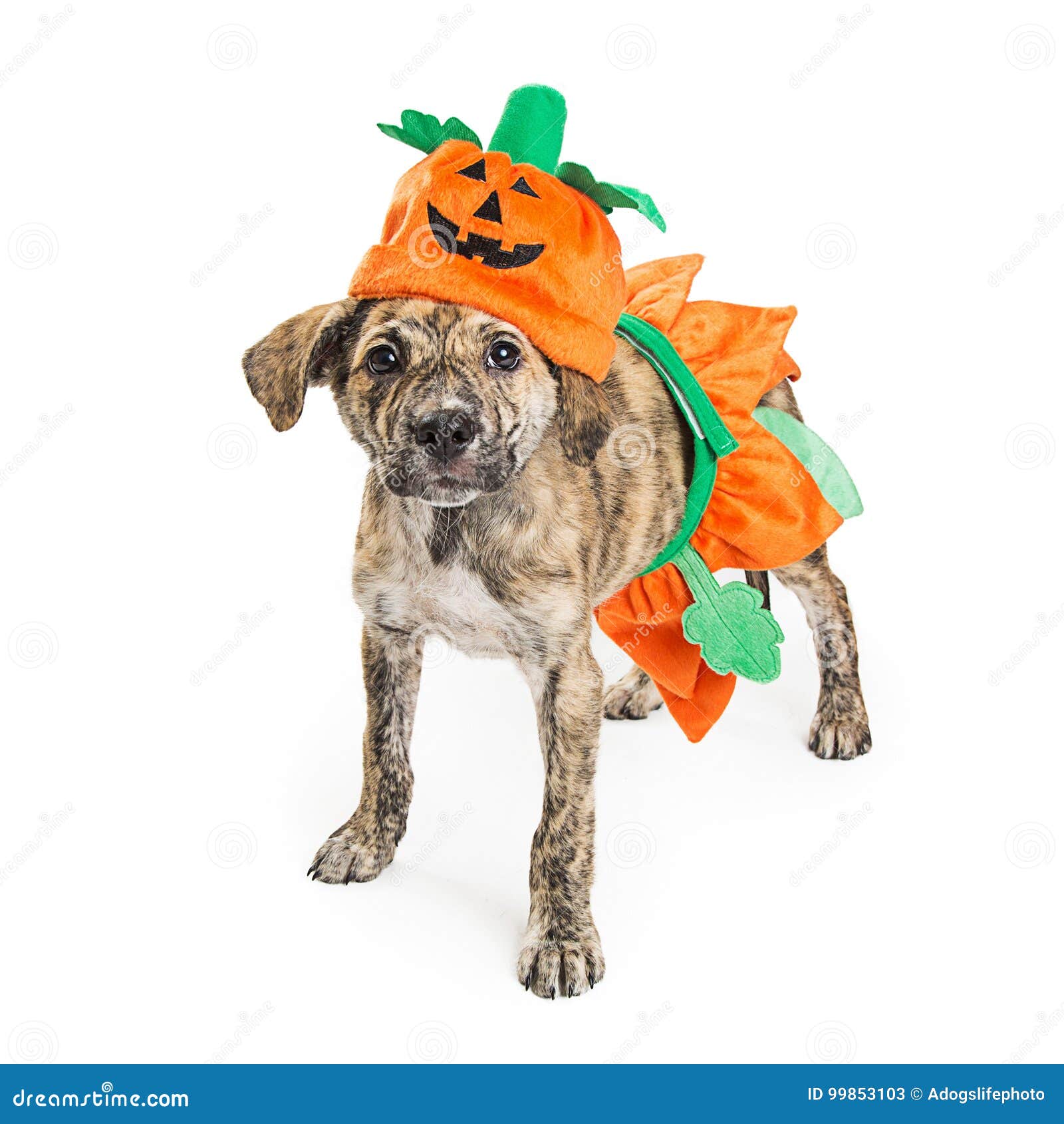 Cute Puppy in Pumpkin Halloween Costume Stock Image - Image of jack ...
