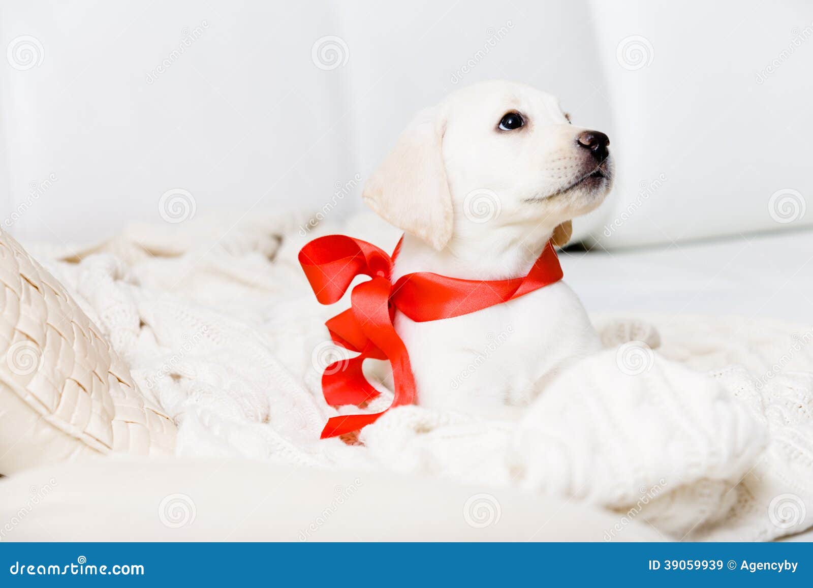 Cute puppy with red ribbon on his neck is lying on the white leather sofa