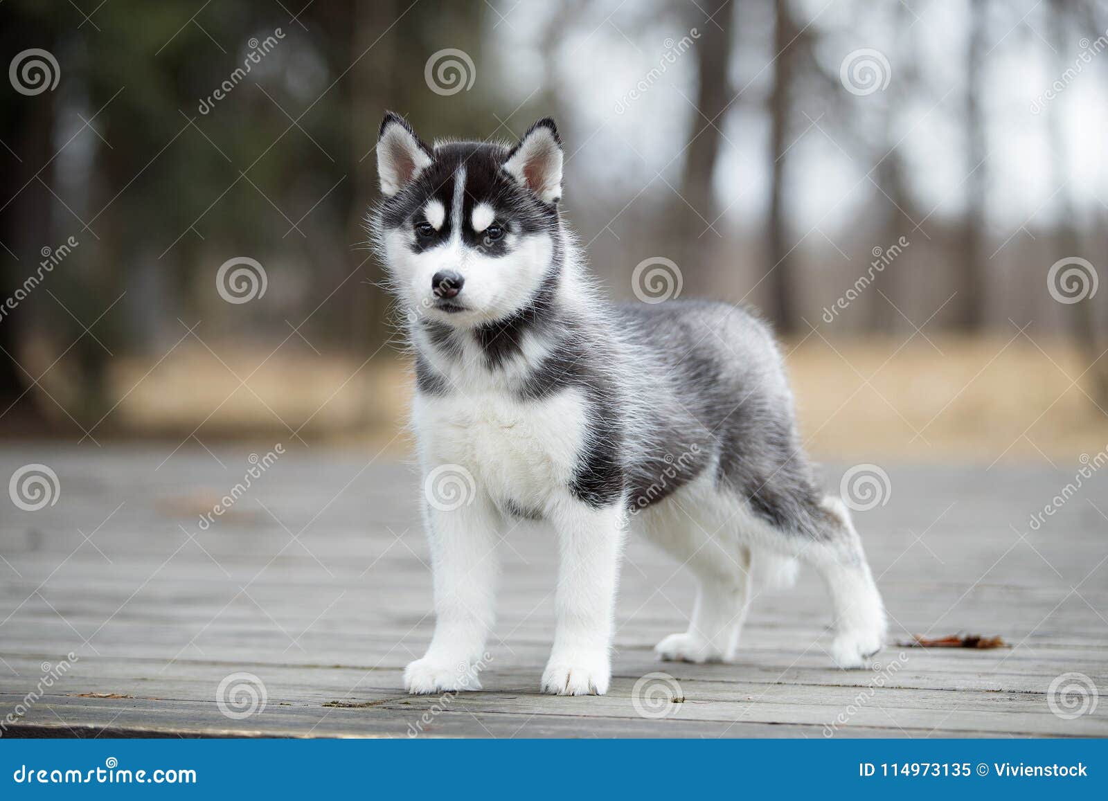 white and black husky puppy