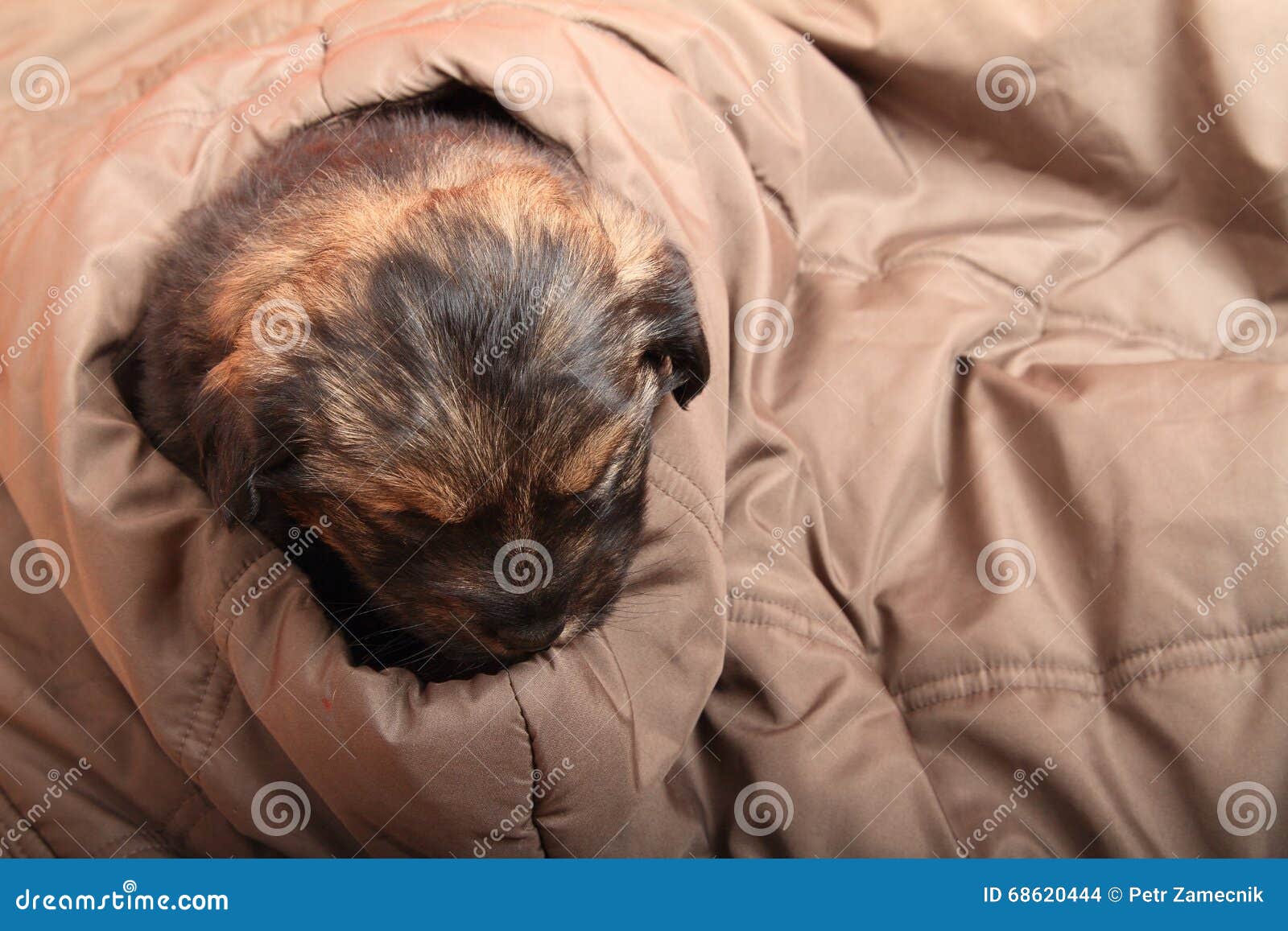 puppy sleeping bag