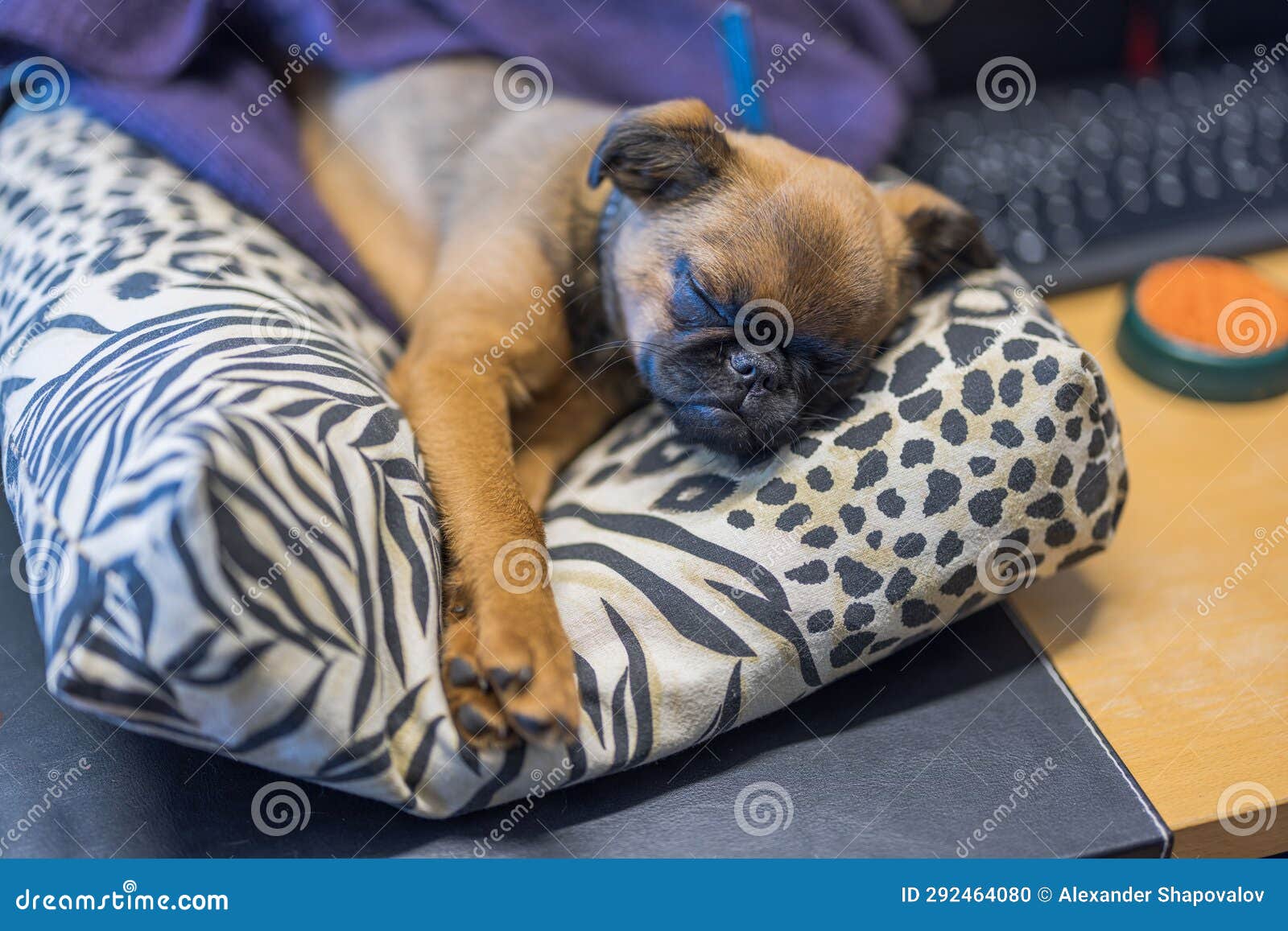 Cute Puppy Sleeping on Pillow on Office Table. Stock Photo Image of