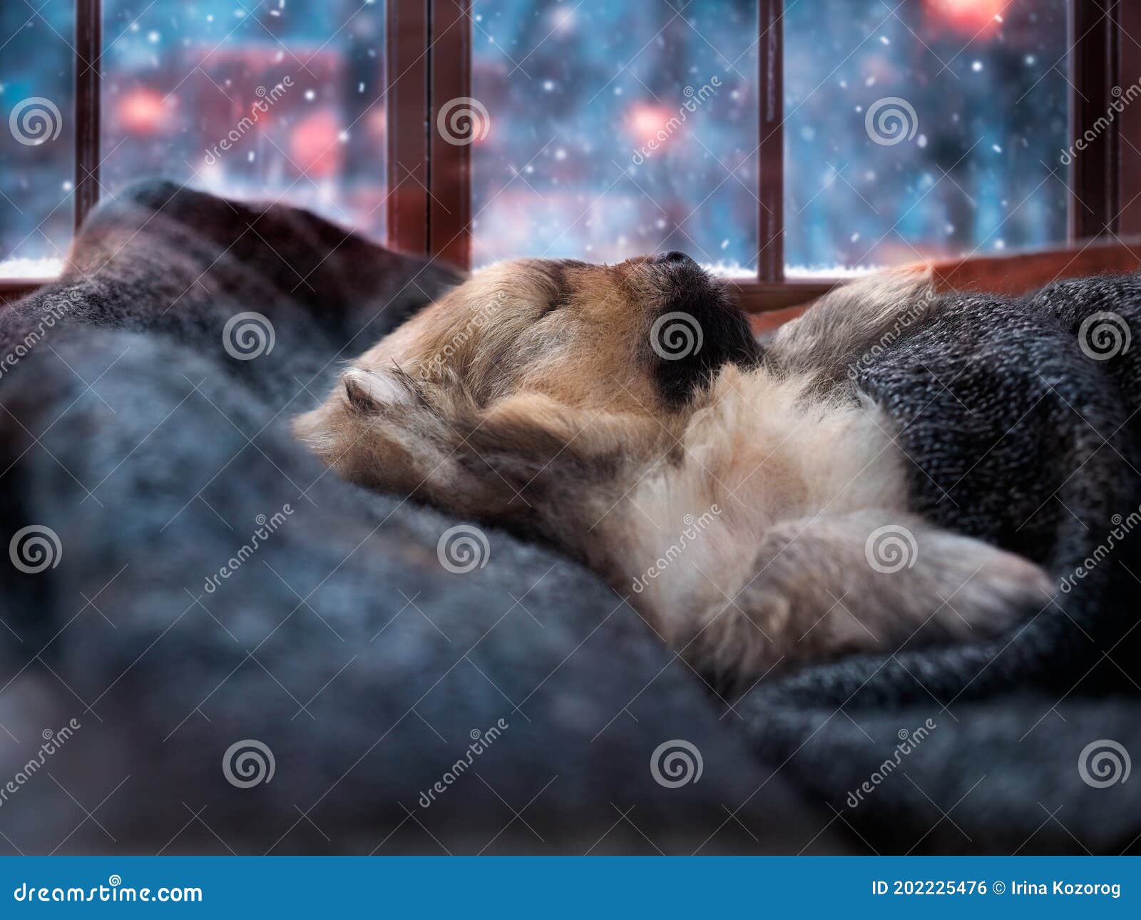 Dog sleeping outside in winter online
