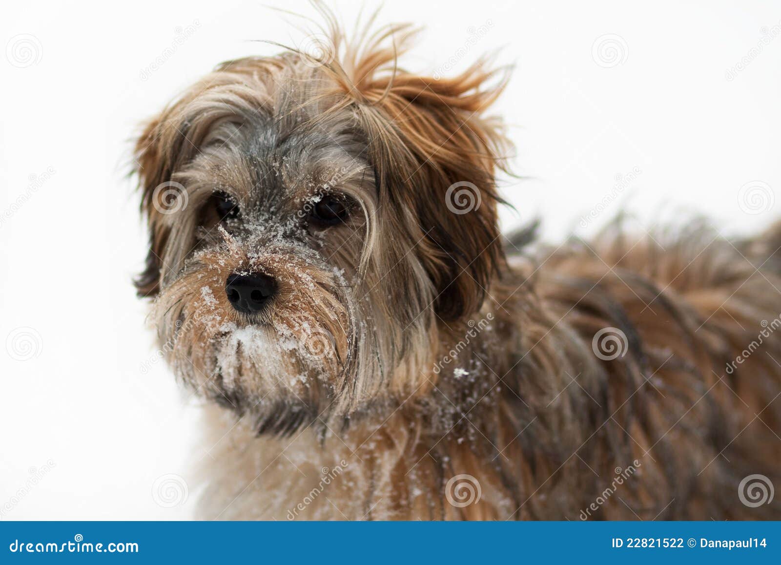 Cute Puppy in the Snow stock photo. Image of loyal, yorkie - 22821522