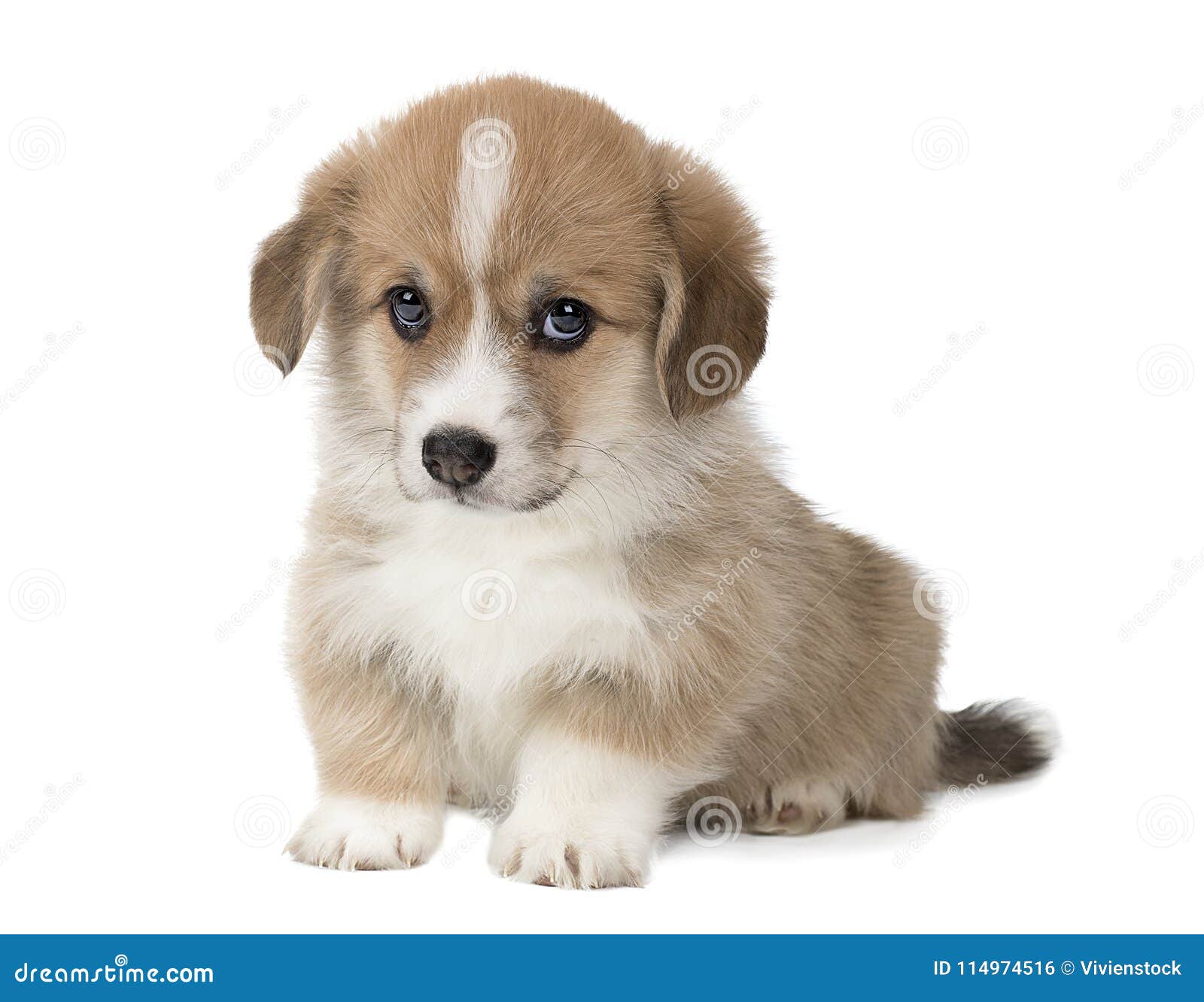 Cute Puppy Welsh Corgi Pembroke Stock Photo - Image of studio ...