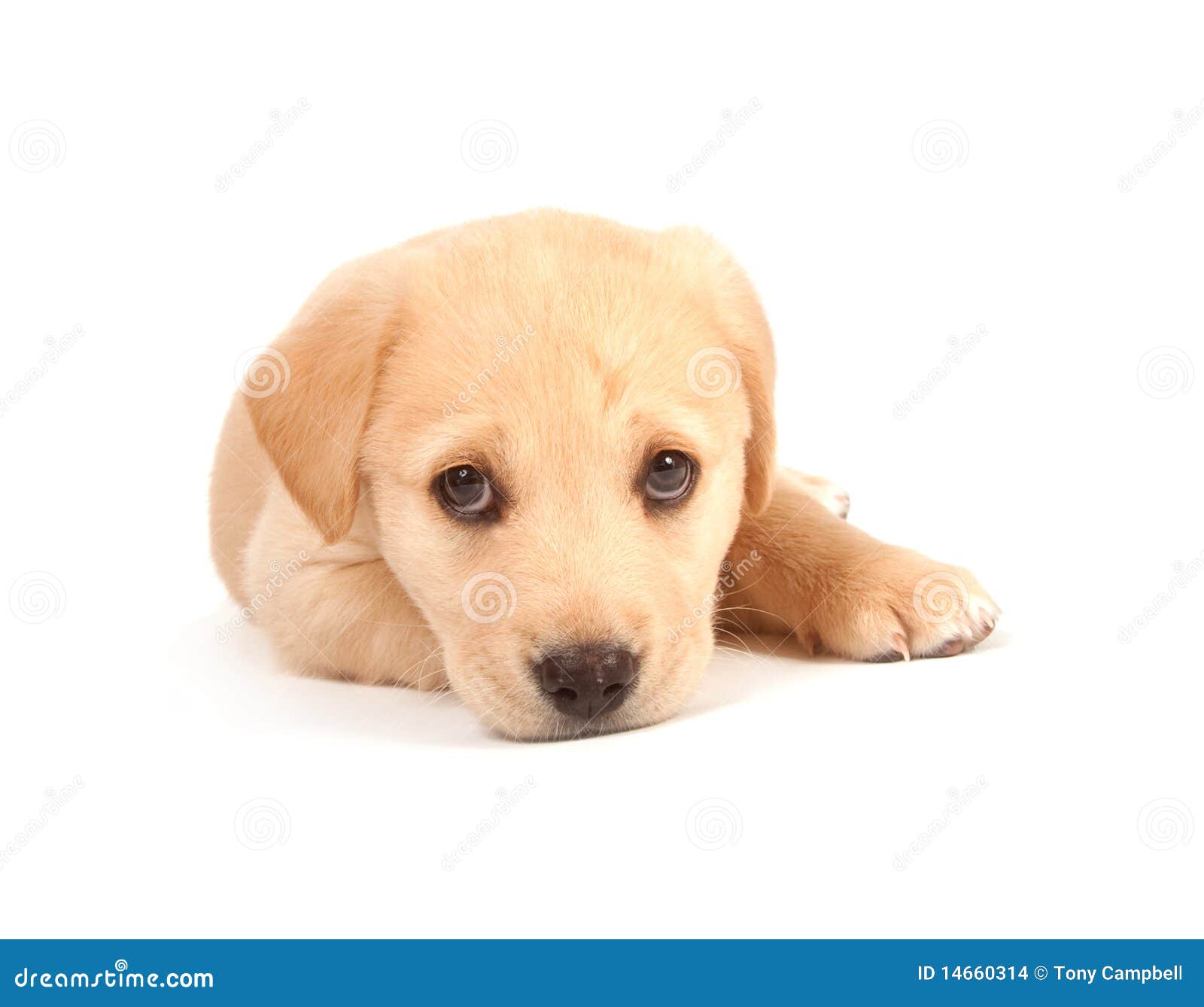 Cute Puppy on White Background Stock Photo - Image of decorations ...