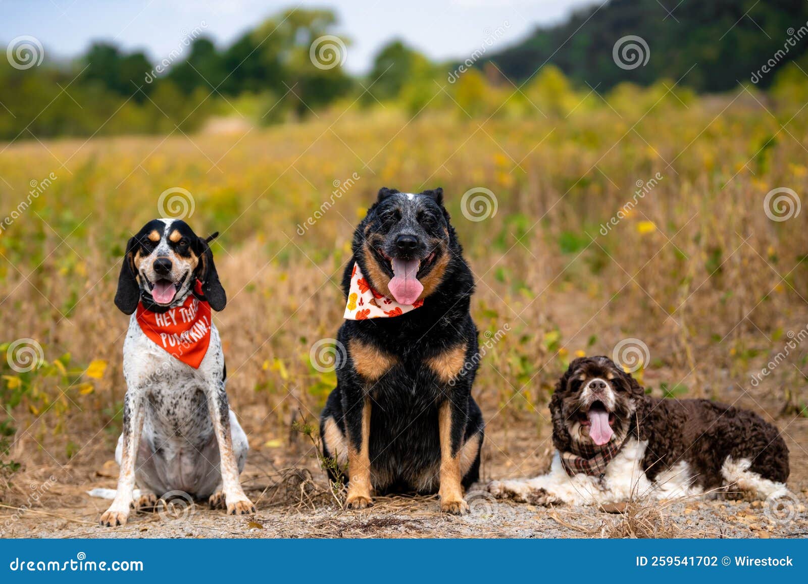 Purebred Dogs Sitting Outdoors in a Field Stock Photo Image of