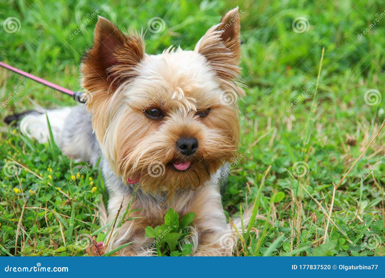 a cute purebred young yorkshire terrier with beautiful hair cutting and emphatic expressive eyes