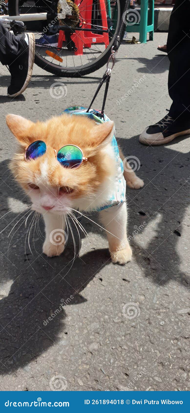 Cute Cat John Lennon Glasses Stock Photo Image of mammal, hand 261894018