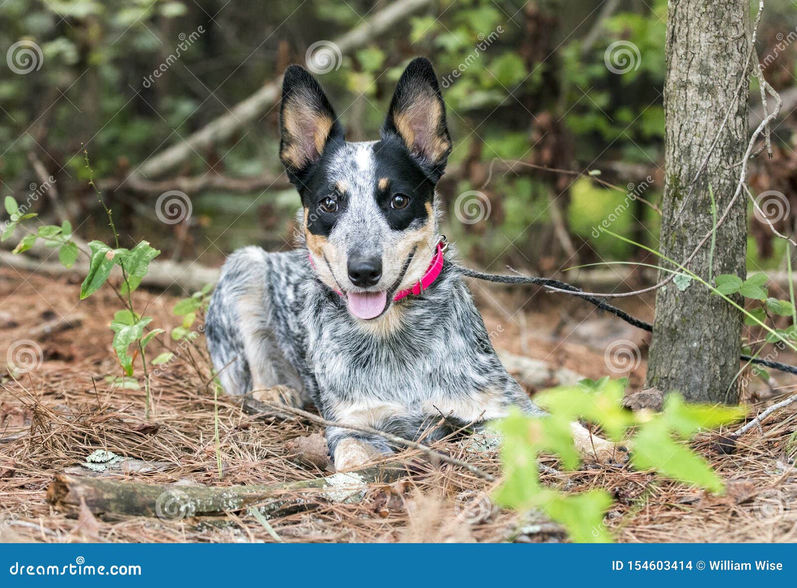 queensland blue heeler puppies