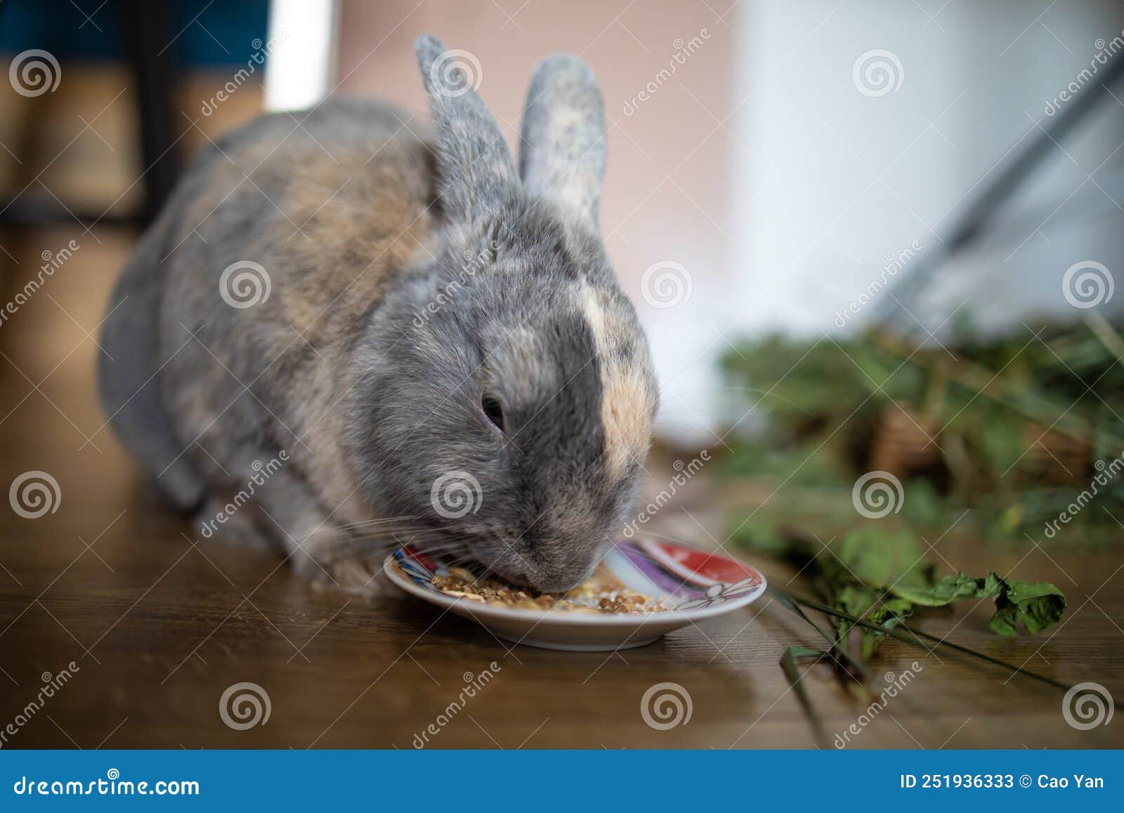 Cute Rabbit Eats Grain, Chews Hay, Pet Sits, Eats. Stock Image Image