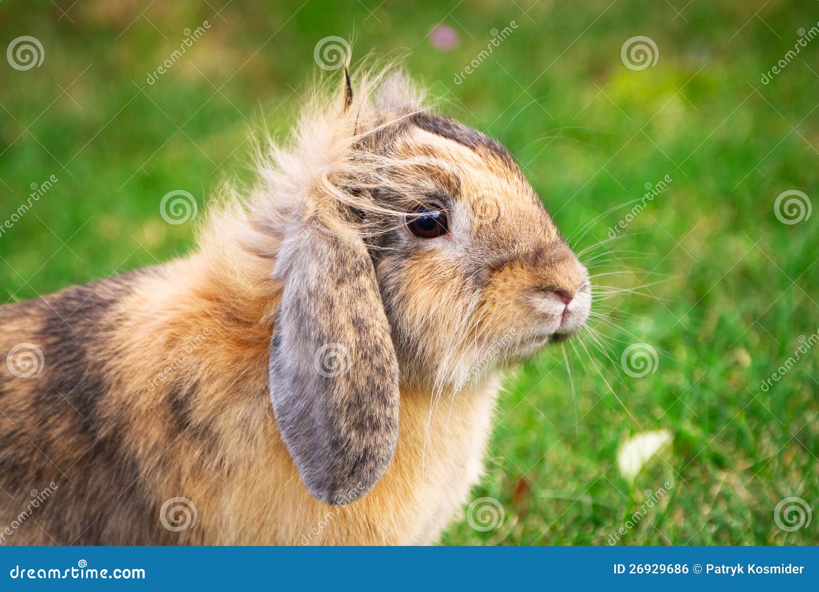 Cute Rabbit RoyaltyFree Stock Photo 49001601