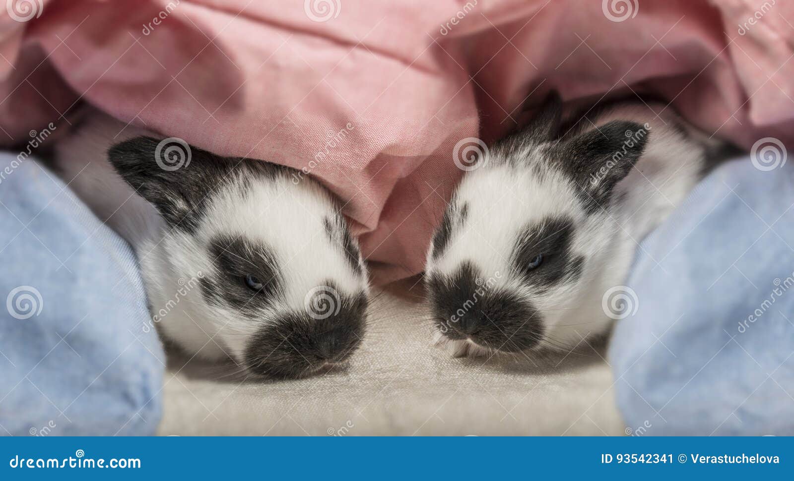 Cute rabbits babies stock image. Image of season, little 93542341