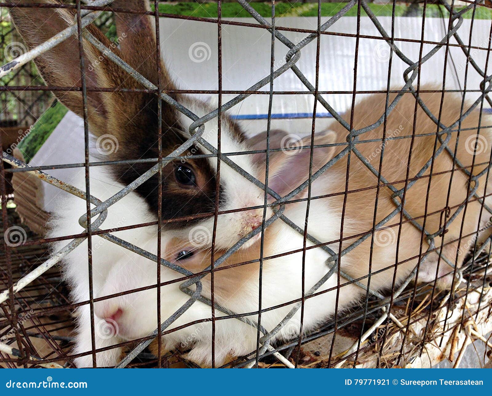 Cute Rabbits or Fluffy Rabbits in the Cage Stock Image Image of white