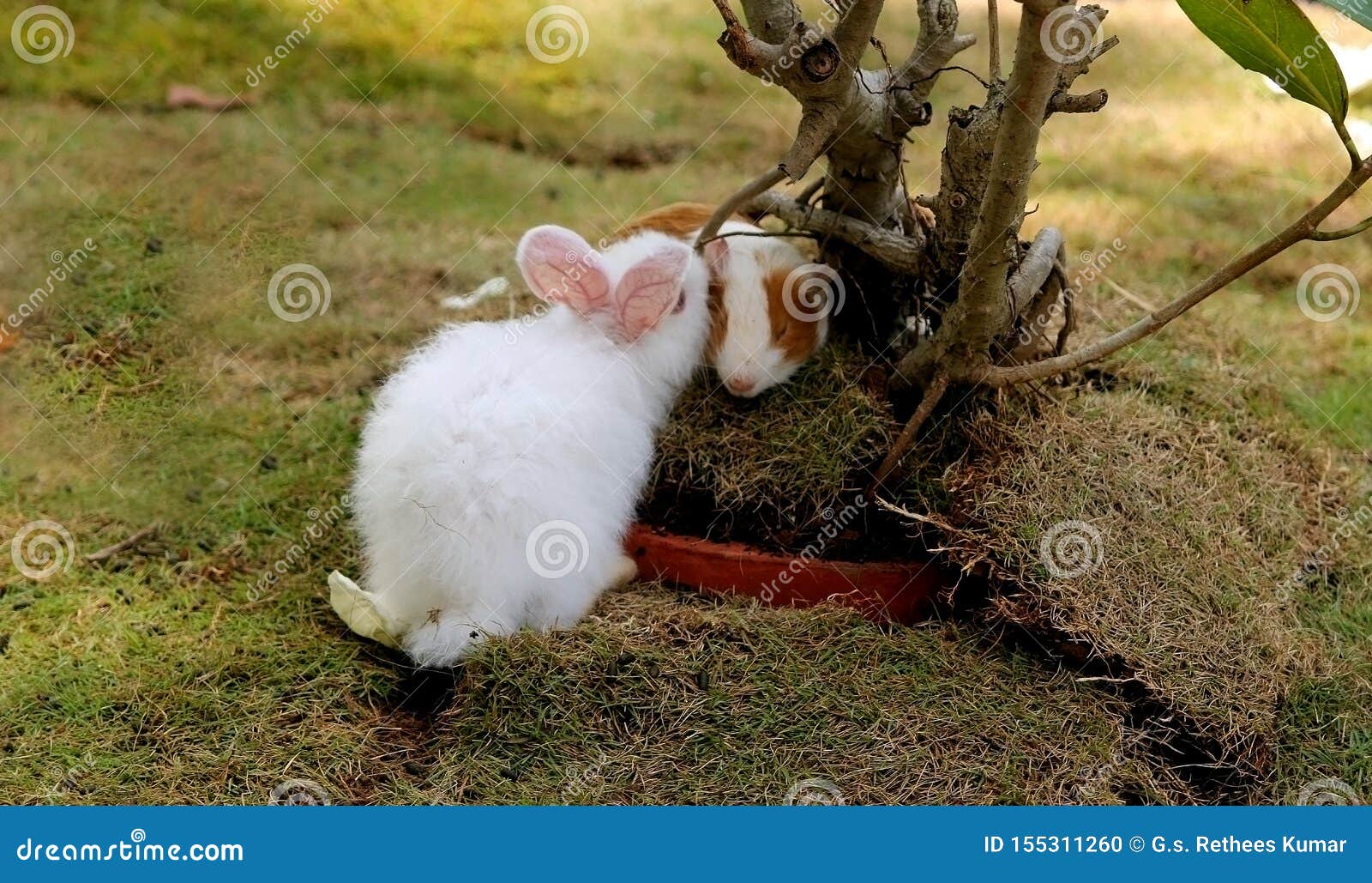 Cute Rabbits in love stock photo. Image of plant, indian 155311260