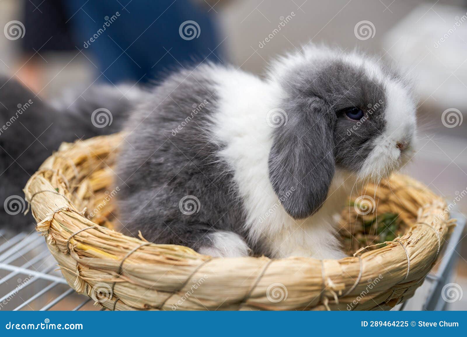 Cute Rabbits for Sale in Pet Store Stock Image Image of lying, mouse
