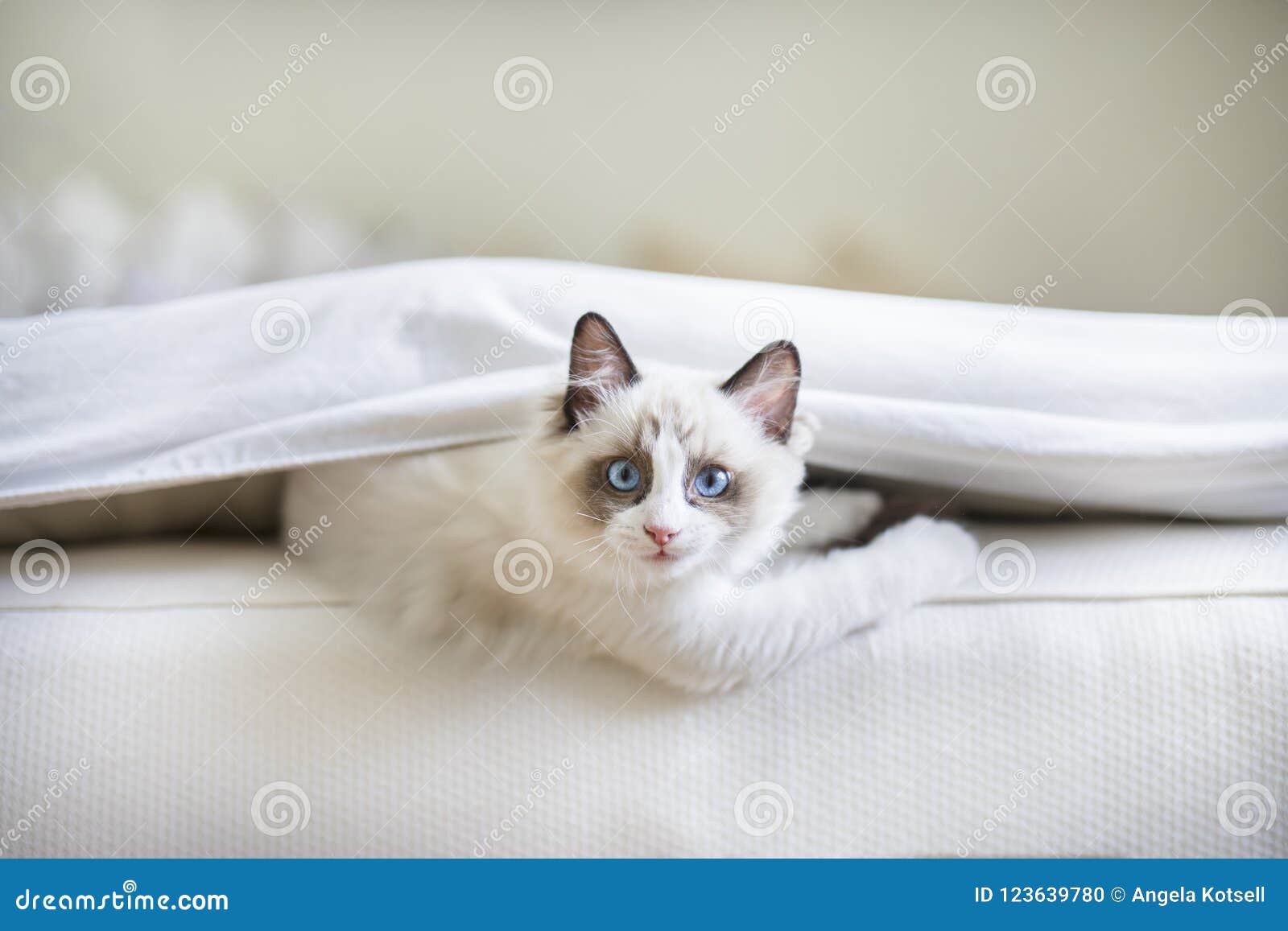 cute ragdoll