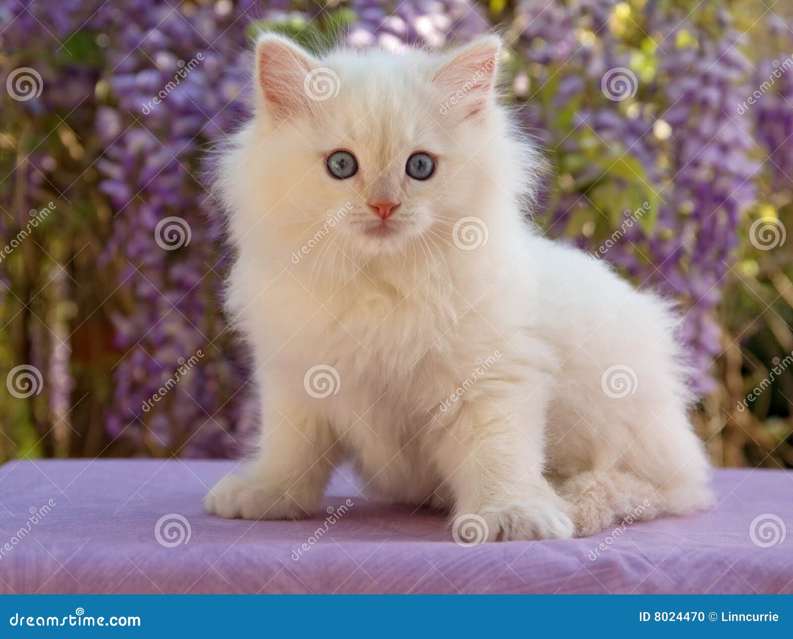 Cute Ragdoll Kitten Sitting in Front of Flowers Stock Photo ...