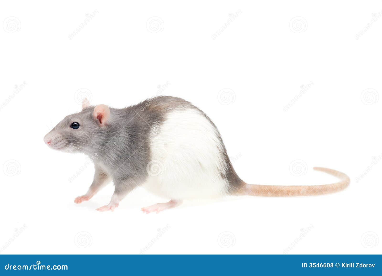 Cute rat stock photo. Image of rats, tail, pets, white - 3546608