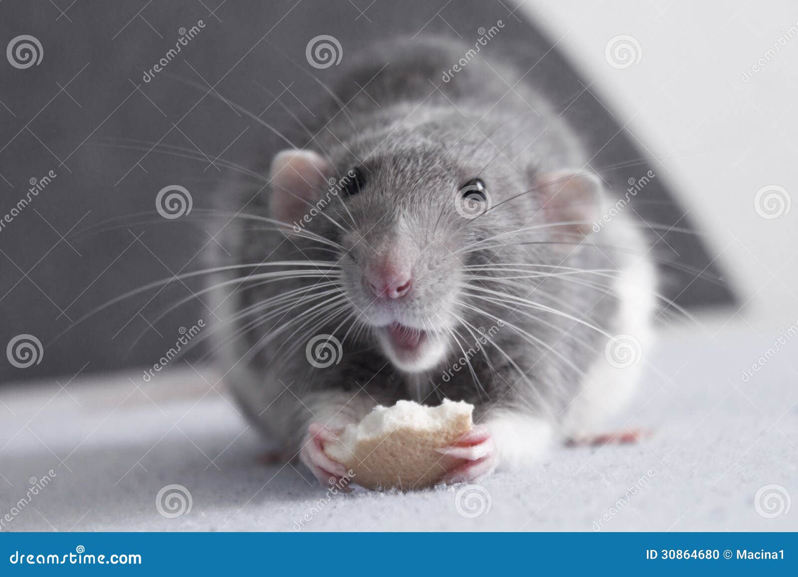 Hairless Rat stock image. Image of whisker, mammal, animal 