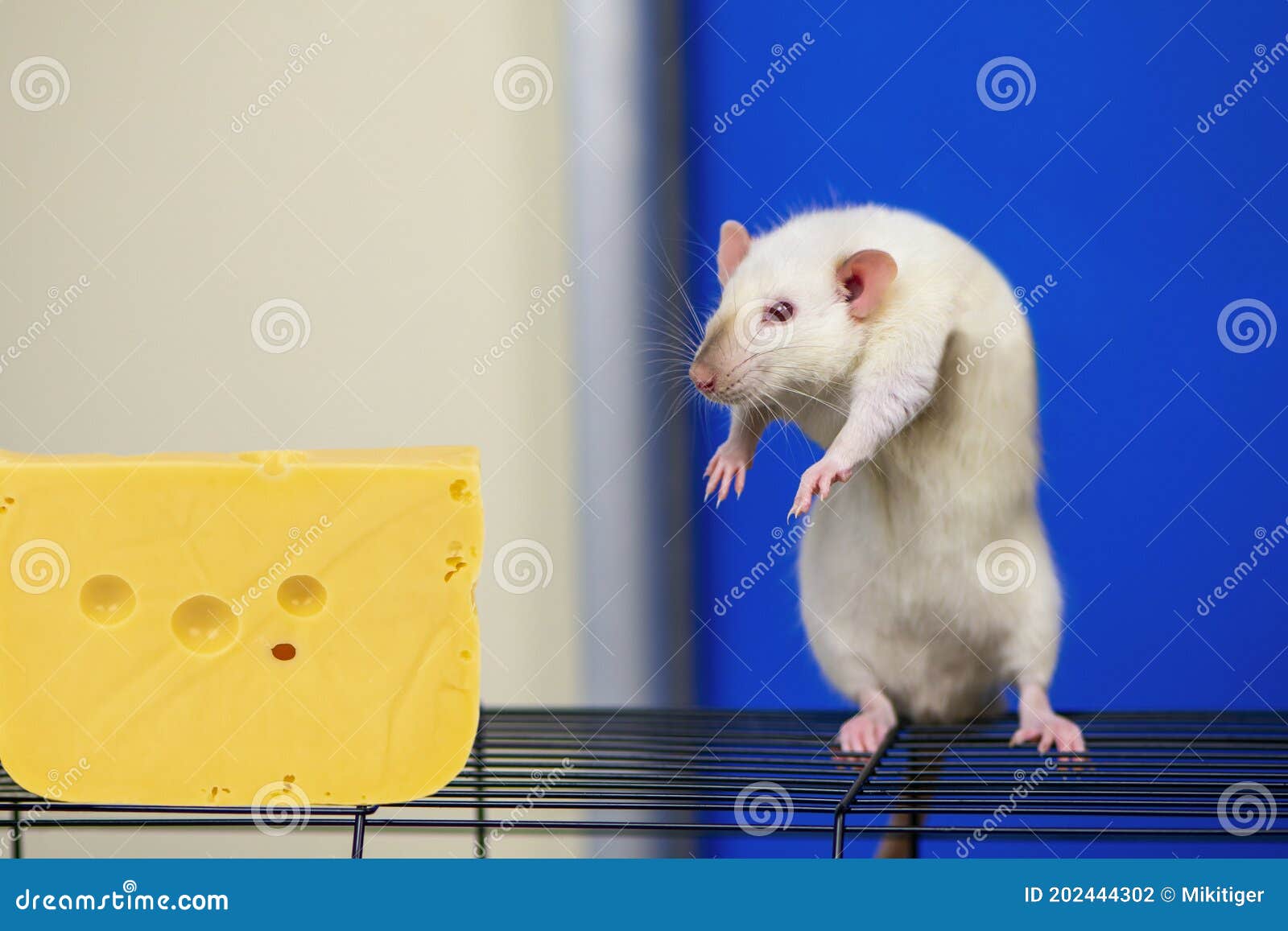 https://thumbs.dreamstime.com/z/cute-rat-looks-interest-cheese-funny-white-rat-sneaks-up-to-big-cheese-blue-background-202444302.jpg