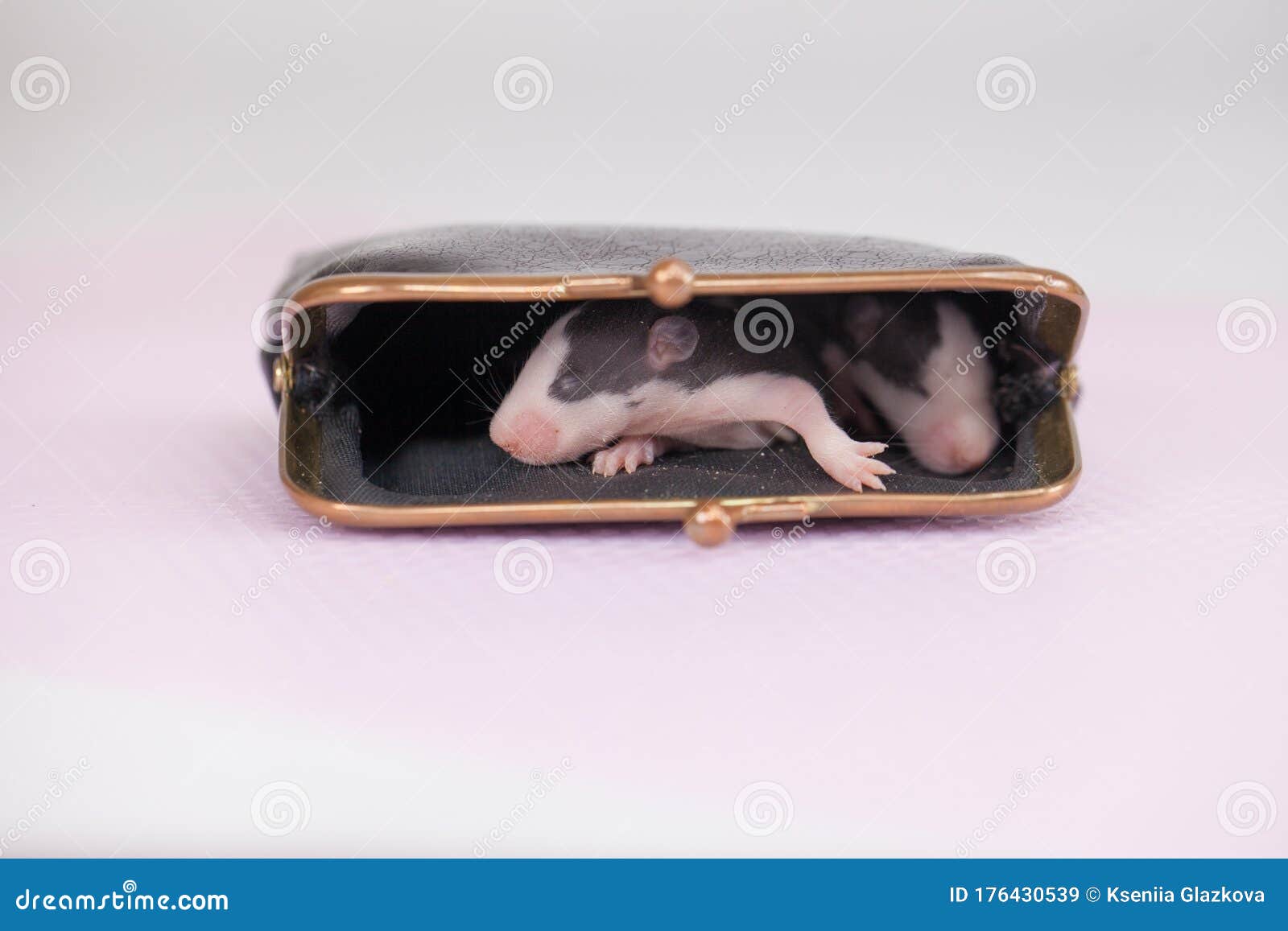 Cute Rat with a Purse on a White Background. Financing Stock Image