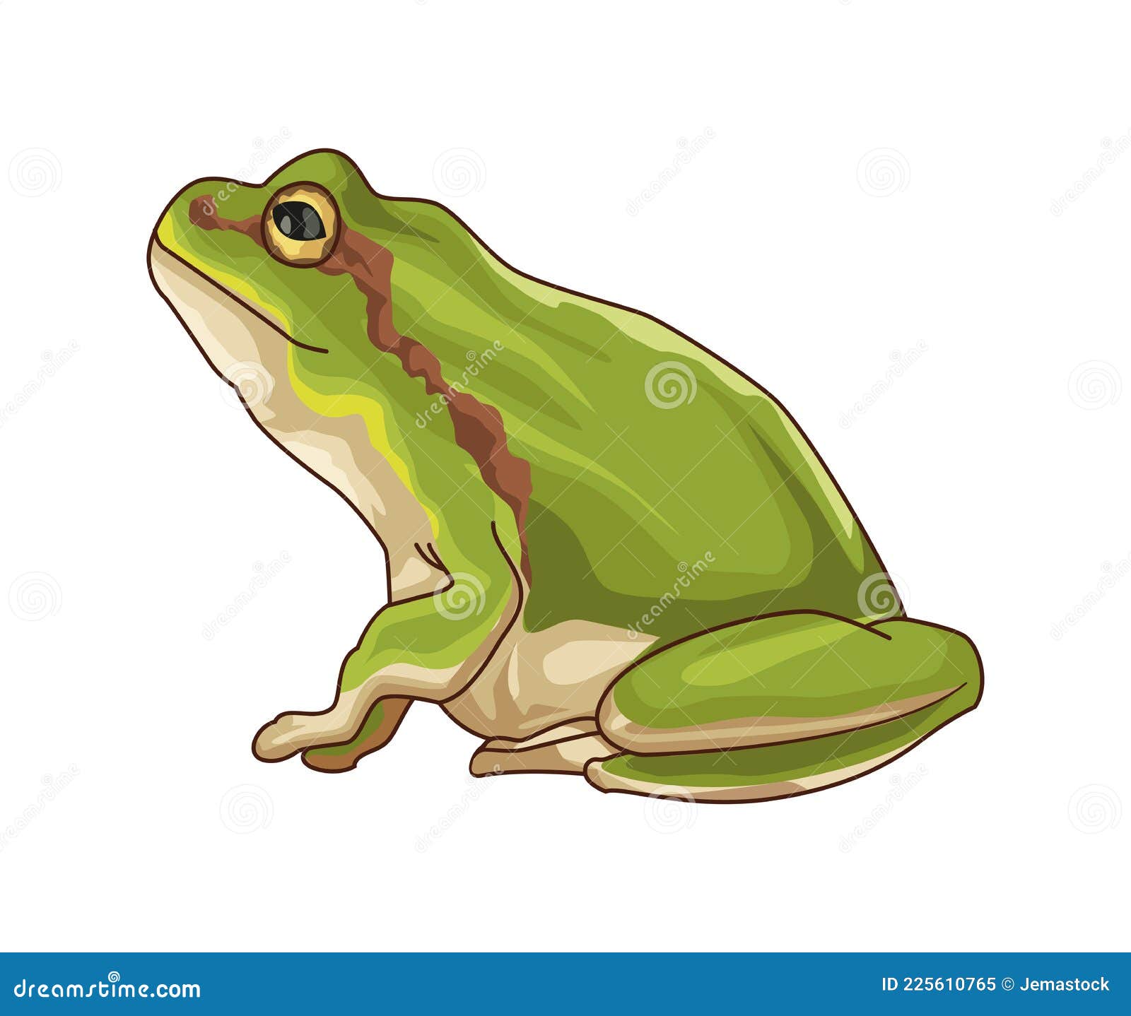 Cute and realistic frog stock vector. Illustration of wildlife