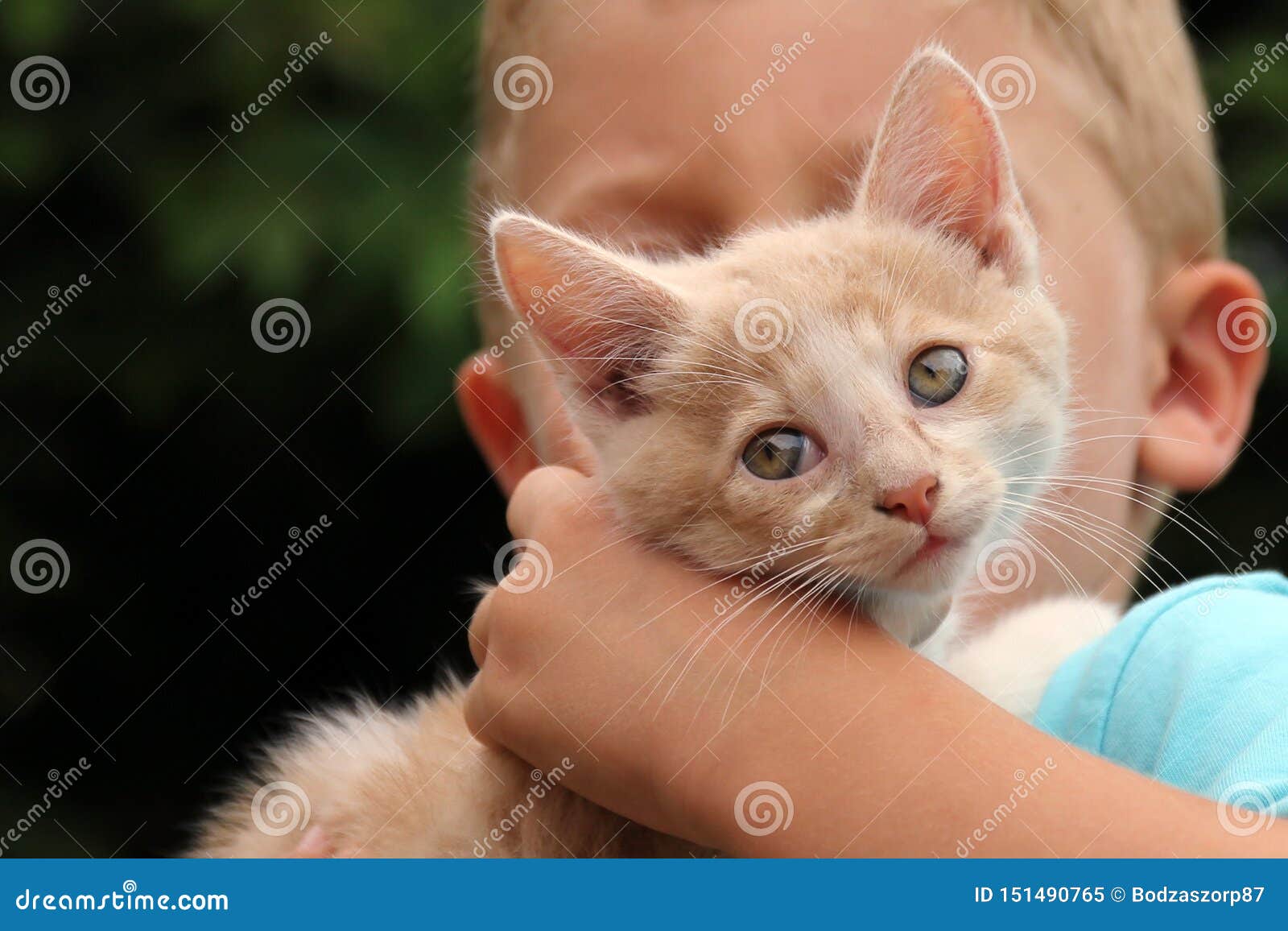 Cute Red Cat Stock Images - Download 58,961 Royalty Free Photos
