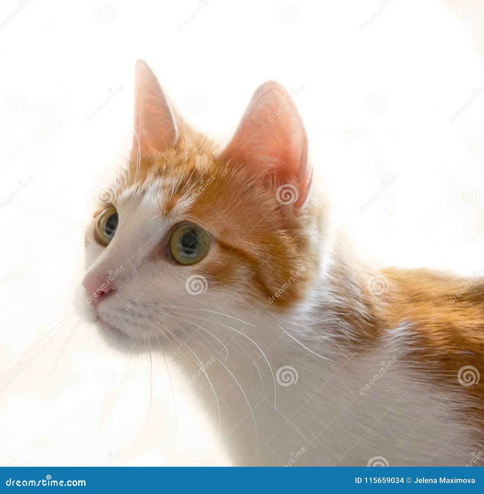 Cute red cat stock photo. Image of beauty, closeup, kitten 115659034
