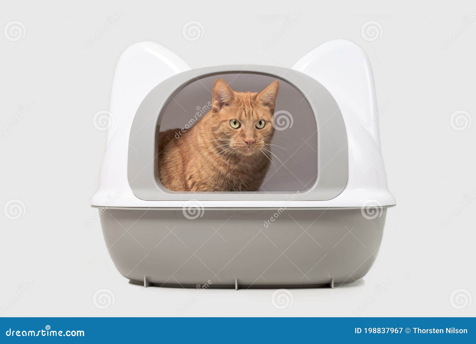 Cute Red Cat Sitting In A Closed Litter Box And Looking Away. Stock
