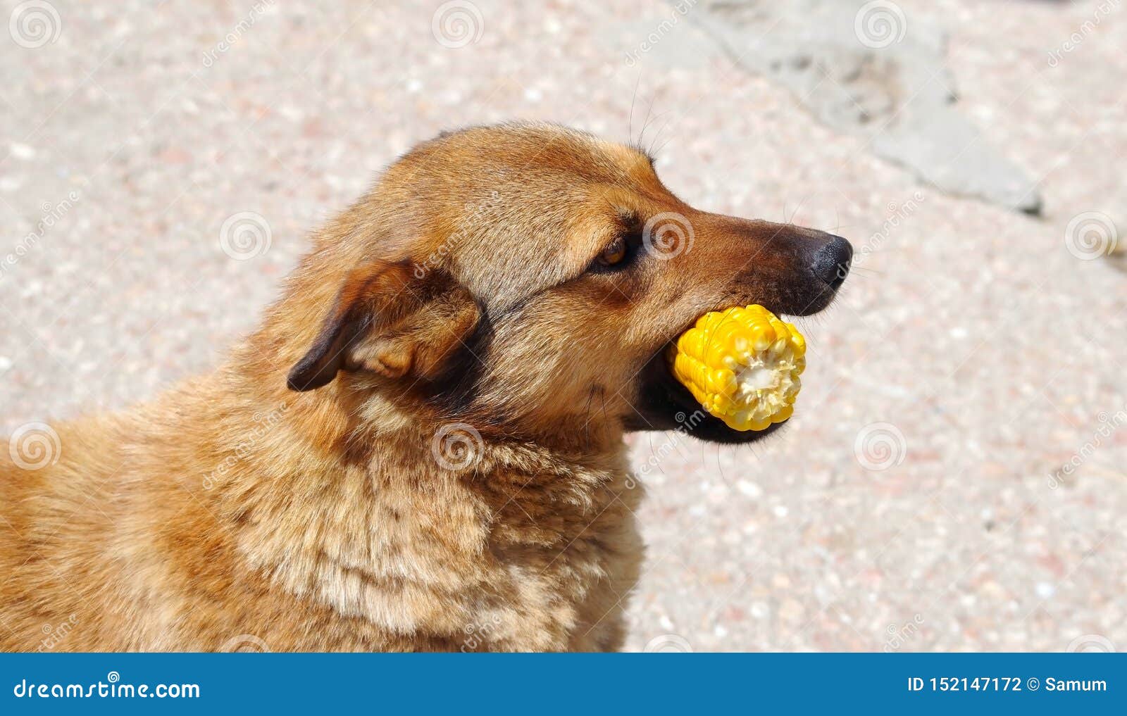 dog ate corn cob