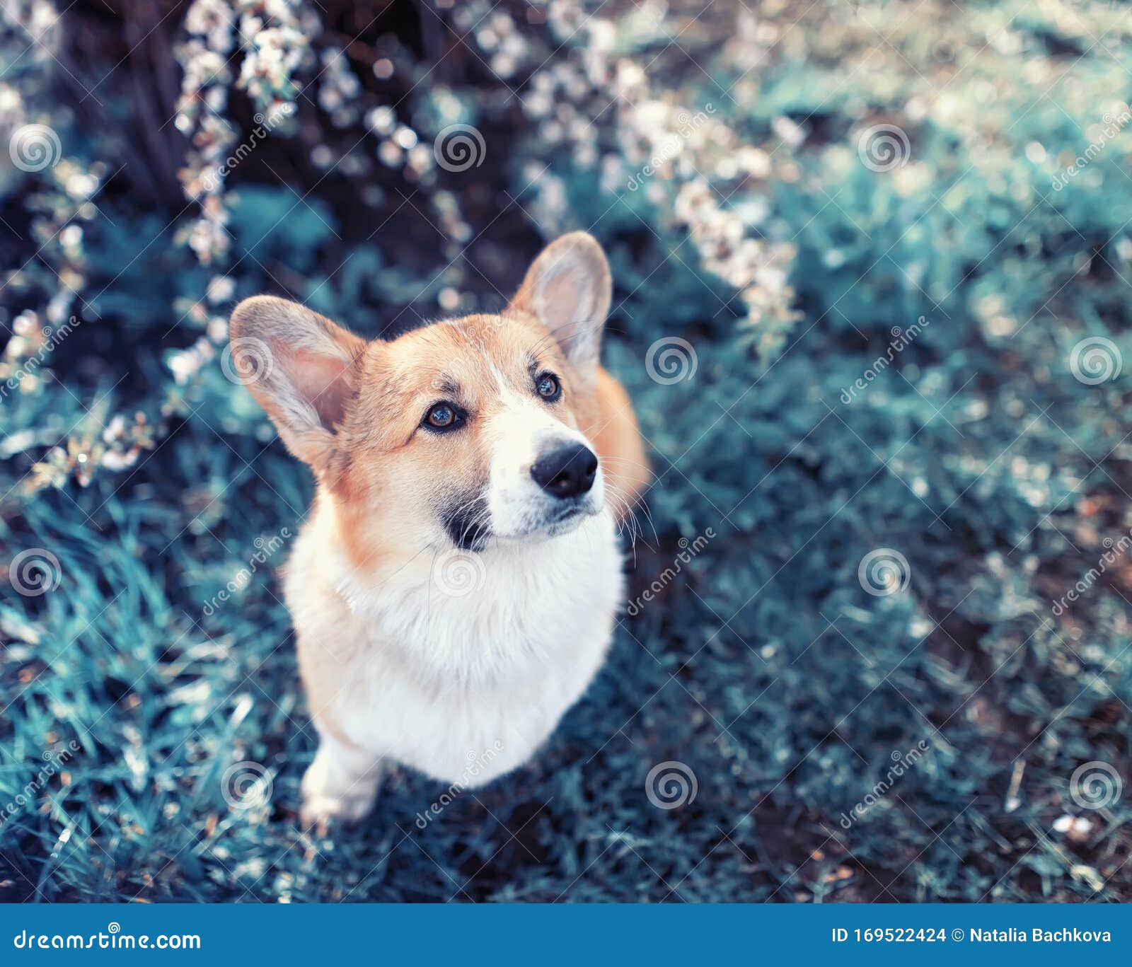 Portrait of a cute red dog puppy Corgi looks out from behind the branches of white cherry blossoms in the may garden