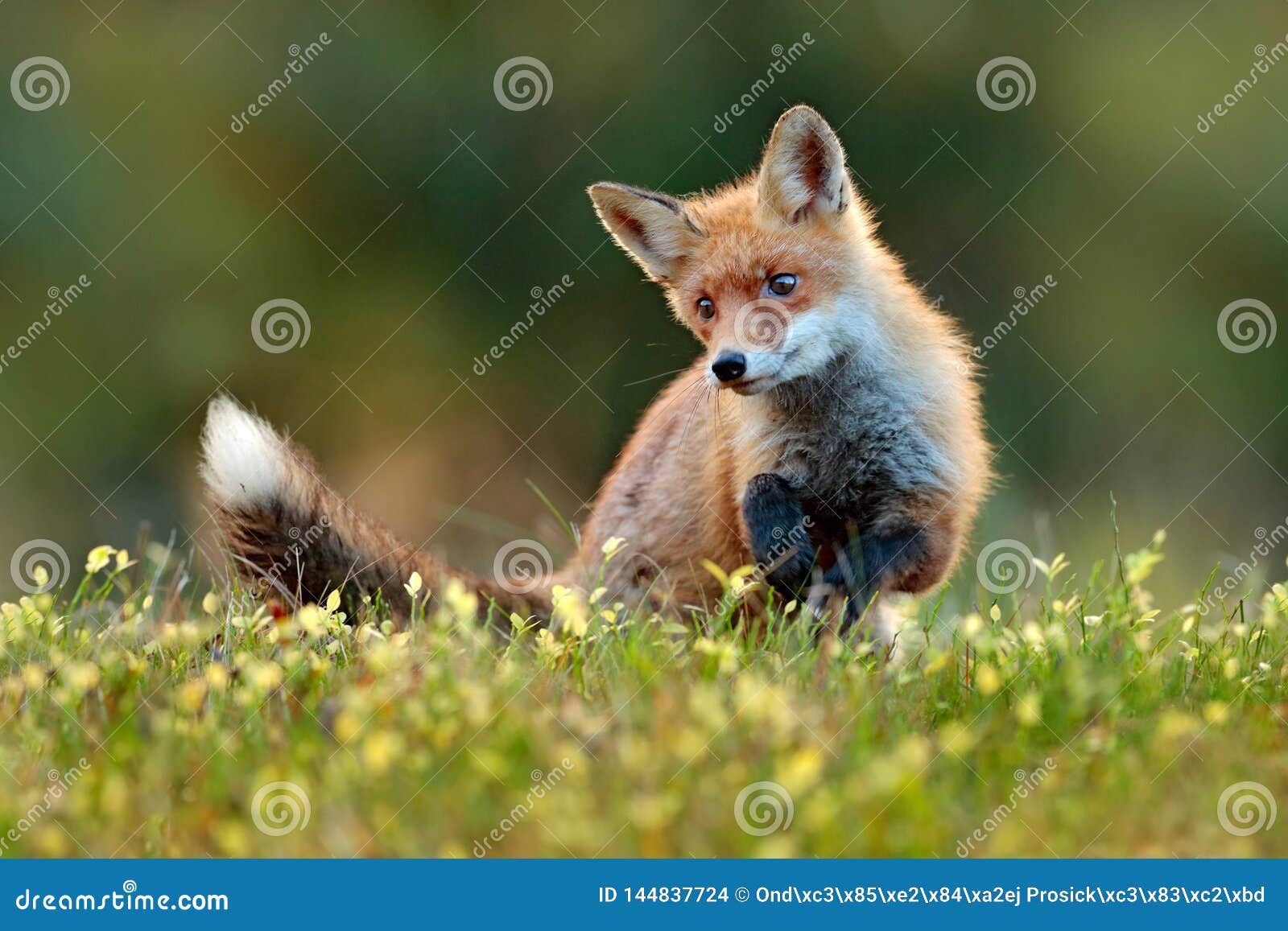 Cute Red Fox, Vulpes Vulpes in Fall Forest. Beautiful Animal in the Nature  Habitat. Wildlife Scene from the Wild Nature Stock Photo - Image of forest,  nature: 144837724